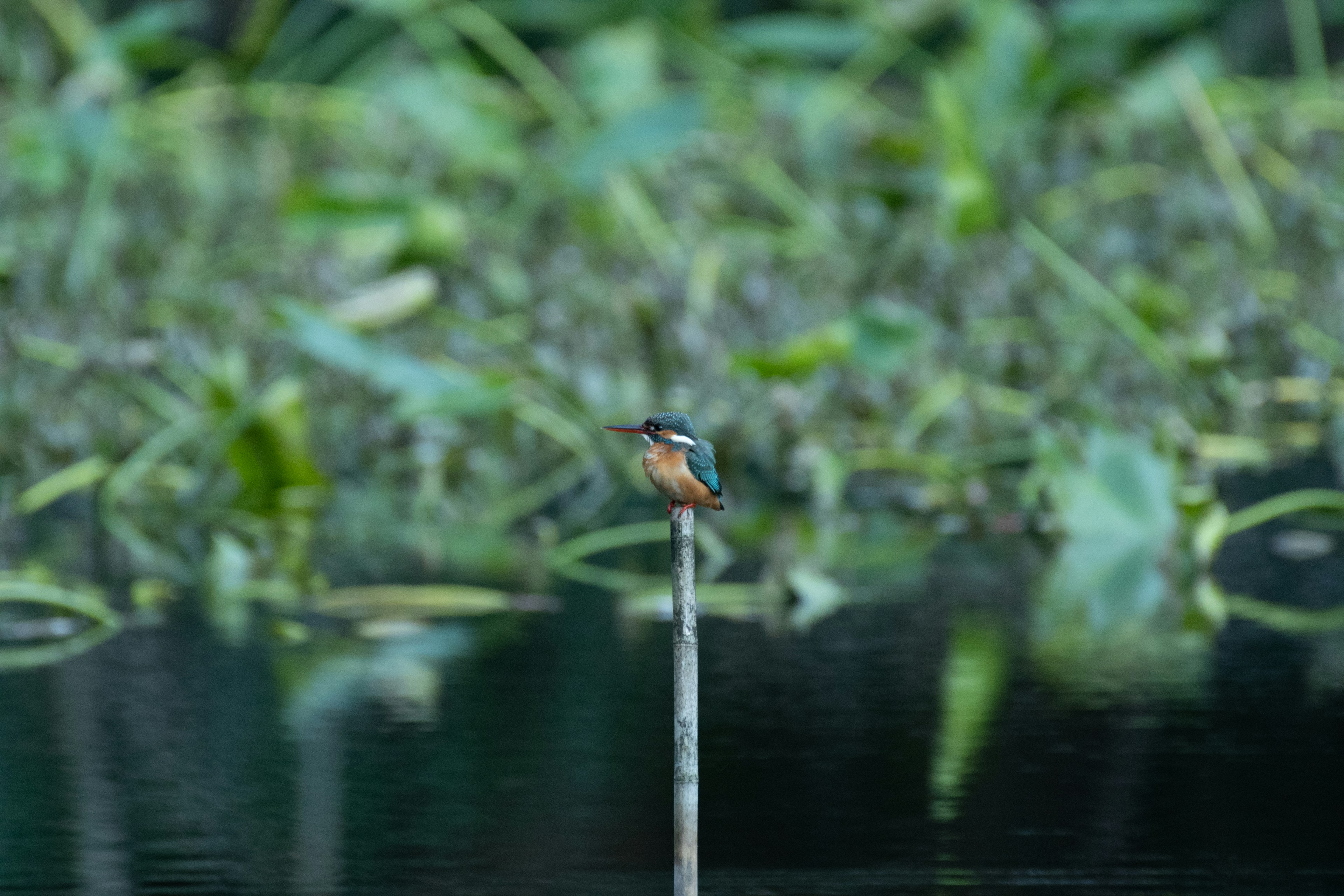 Un pequeño pájaro azul posado en un poste junto al agua