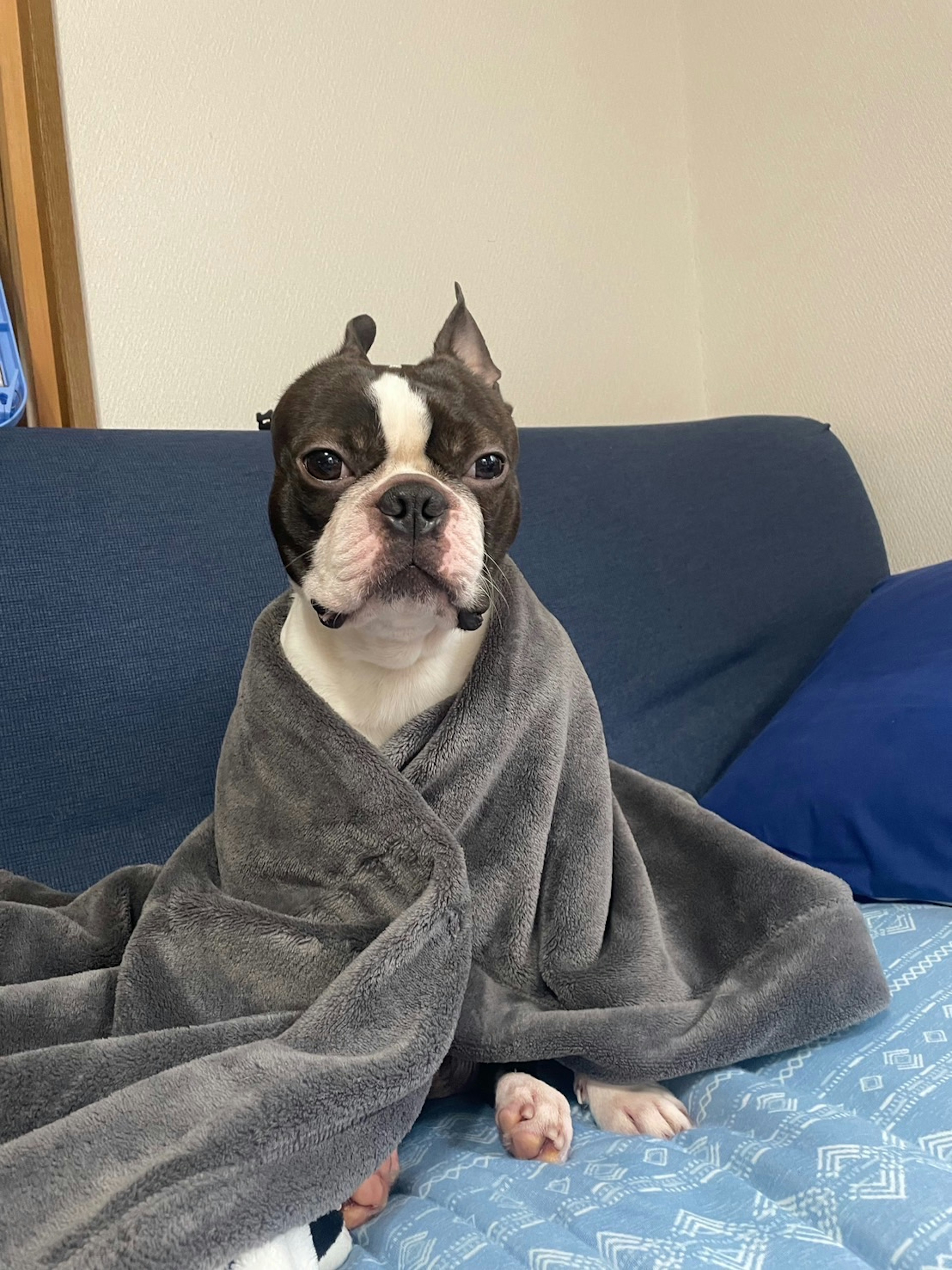 Boston Terrier dibungkus selimut duduk di sofa