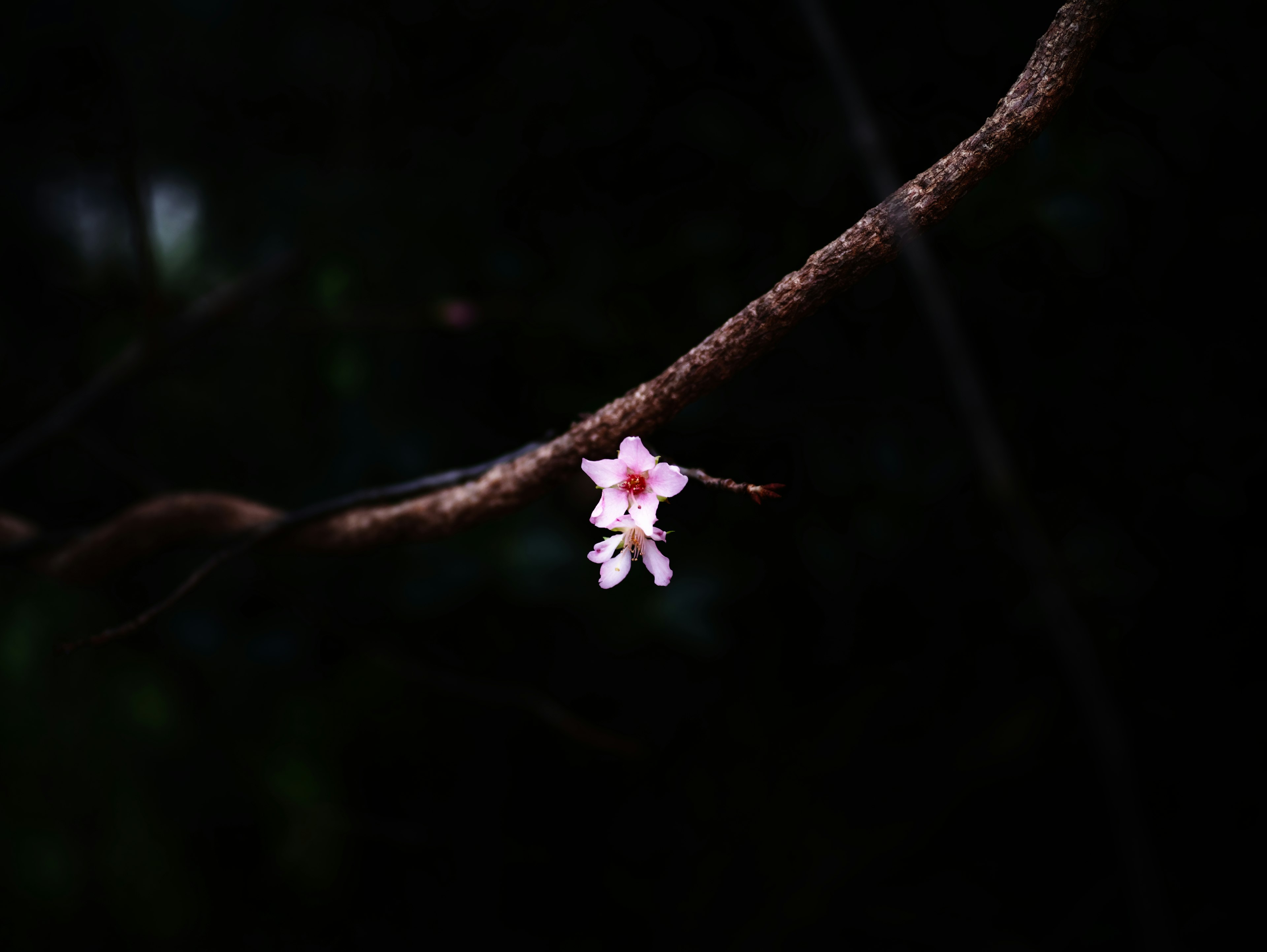 A branch with a pink flower against a dark background