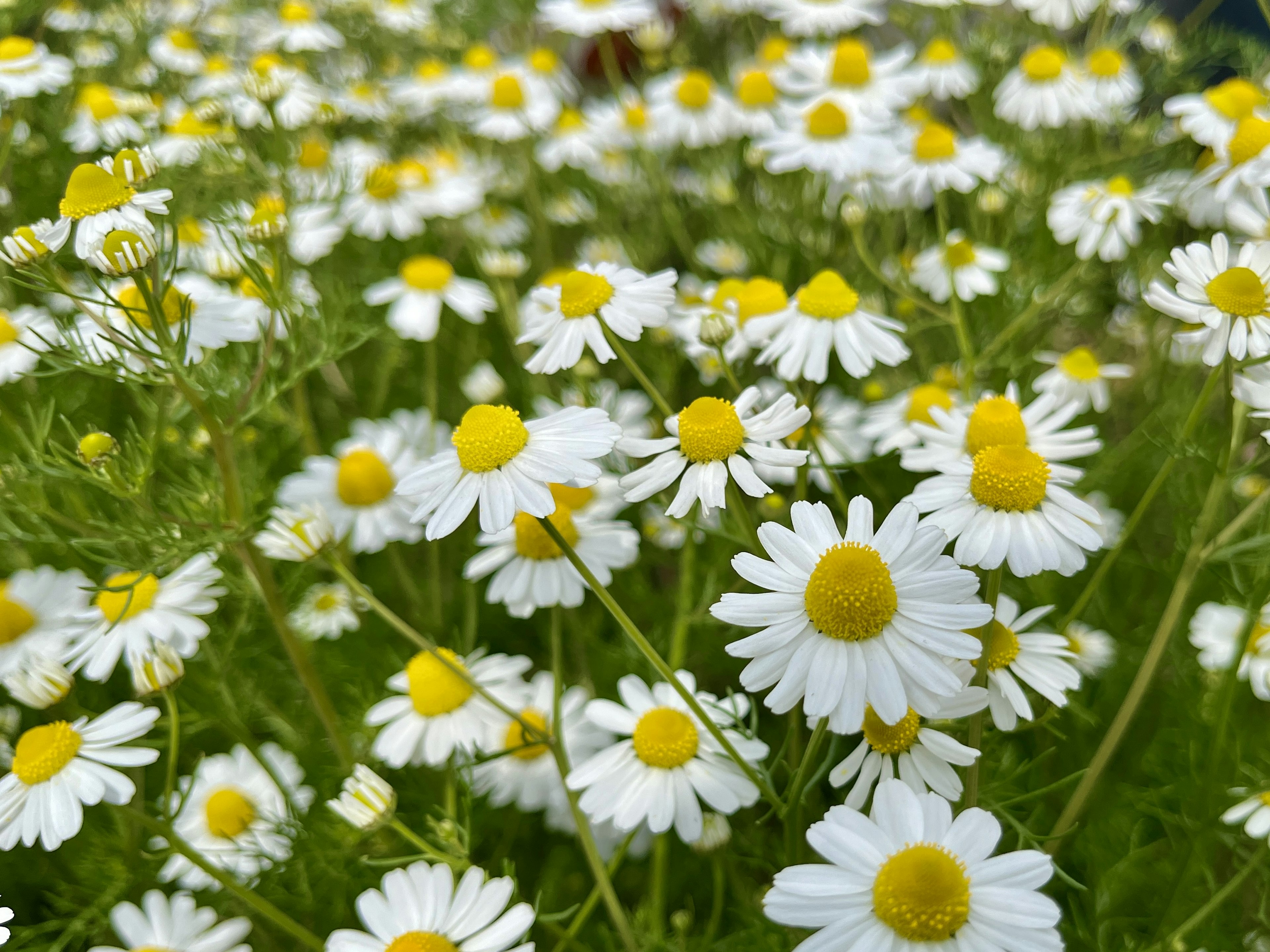 Un gruppo di margherite con petali bianchi e centri gialli