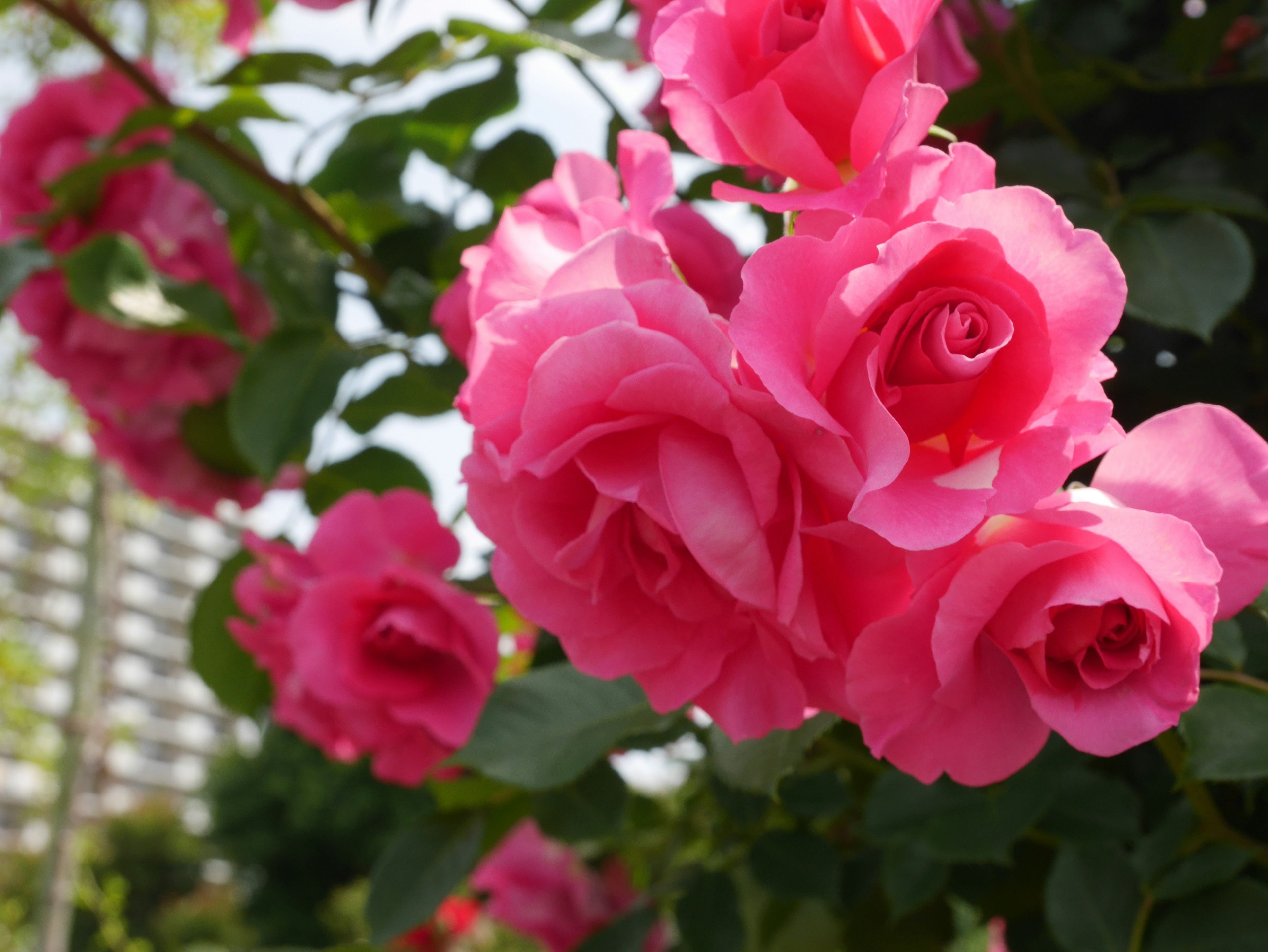 กุหลาบสีชมพูสดใสที่เบ่งบานบนเถาวัลย์สีเขียว