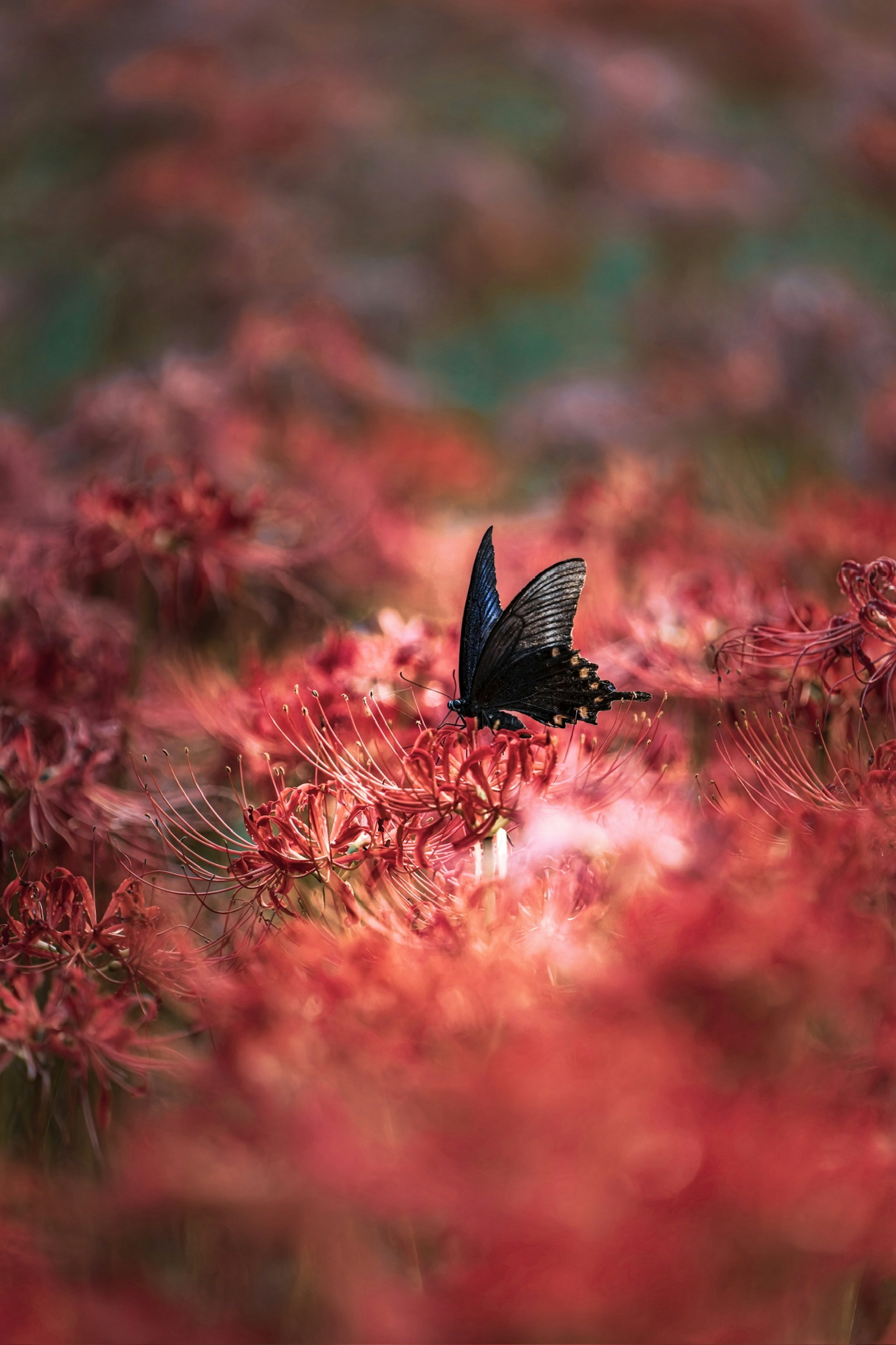 赤い花の中に黒い蝶が舞っている美しい風景