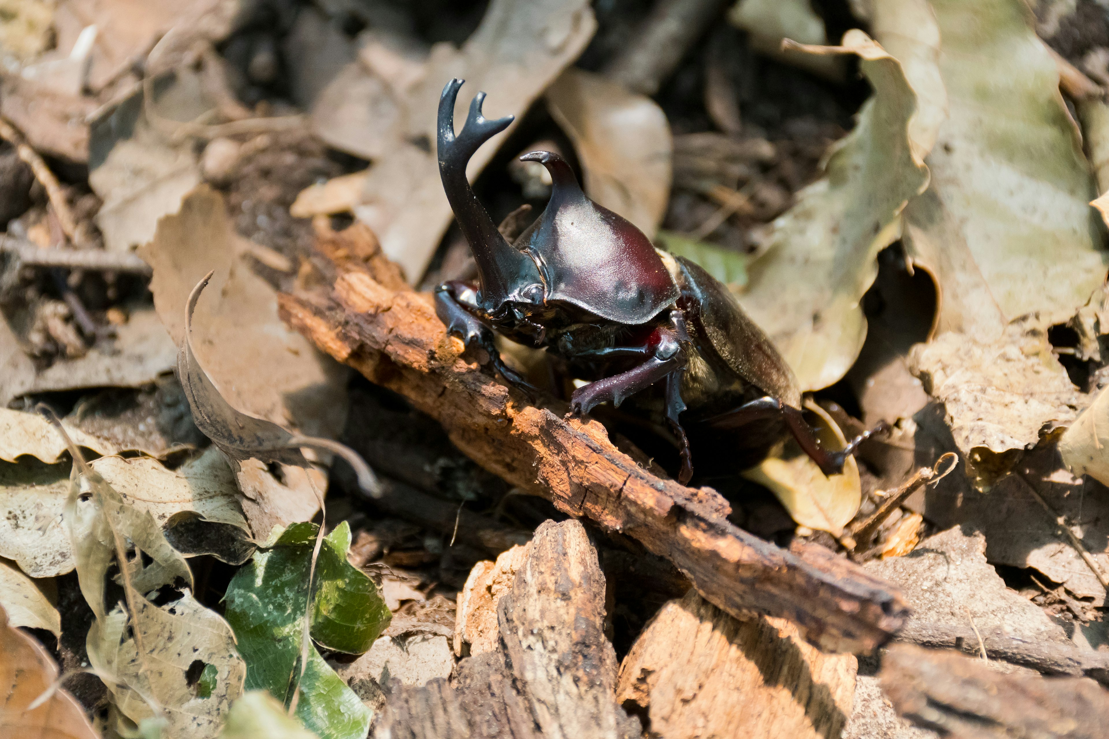 地面にいるカブトムシが木の枝を持っている