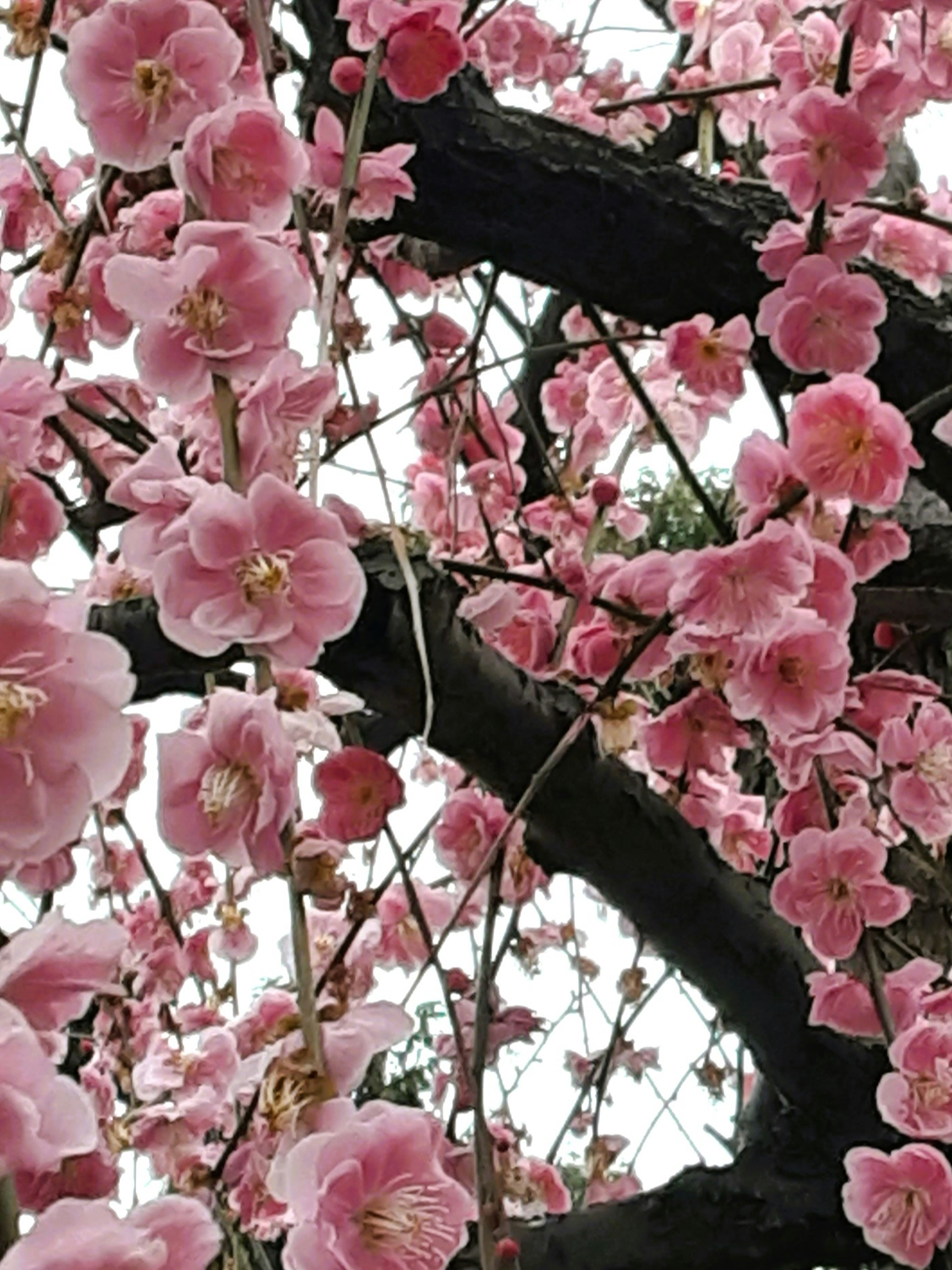 ピンクの花が咲く木の枝のクローズアップ