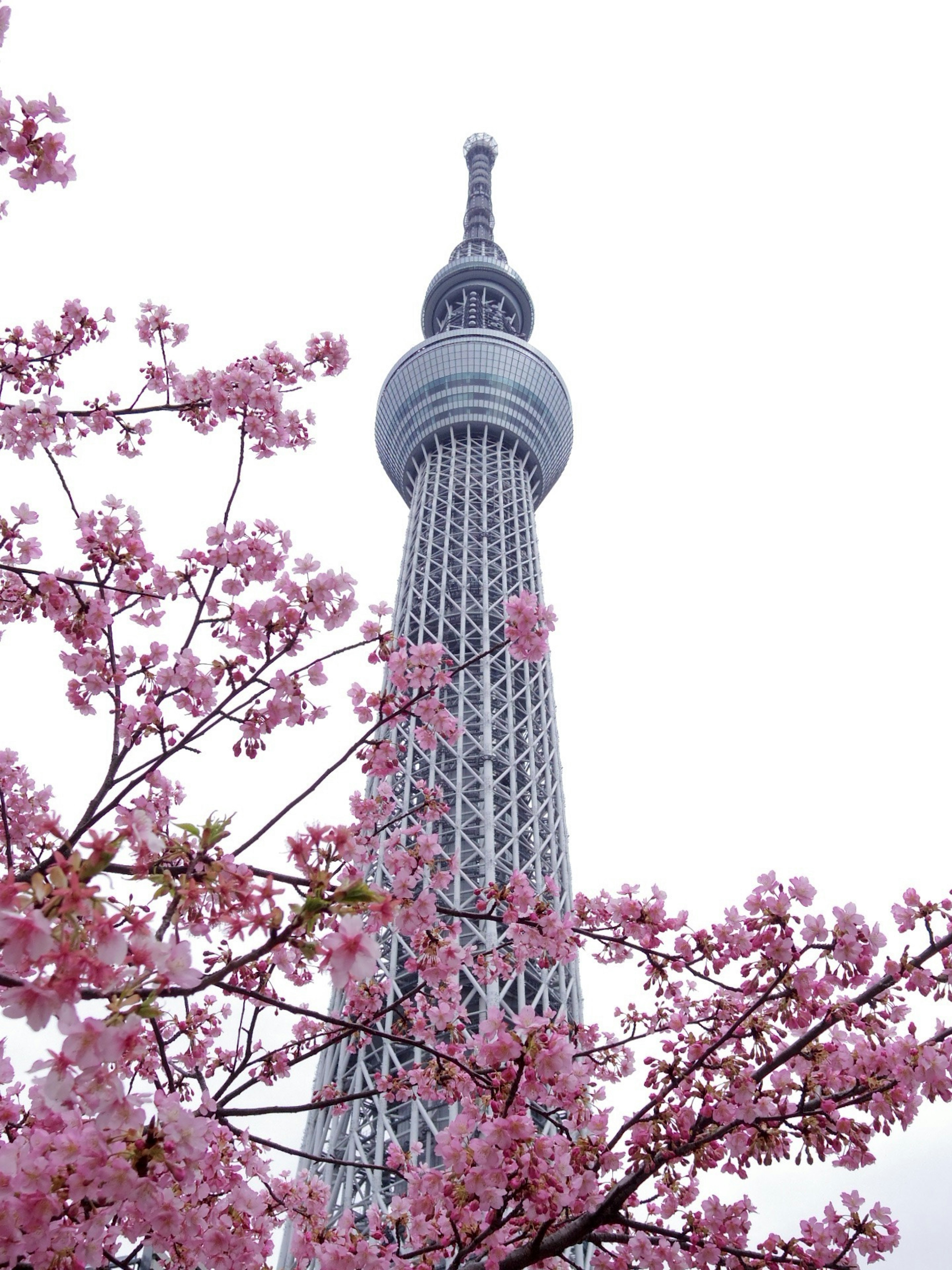 東京晴空塔與前景中的櫻花