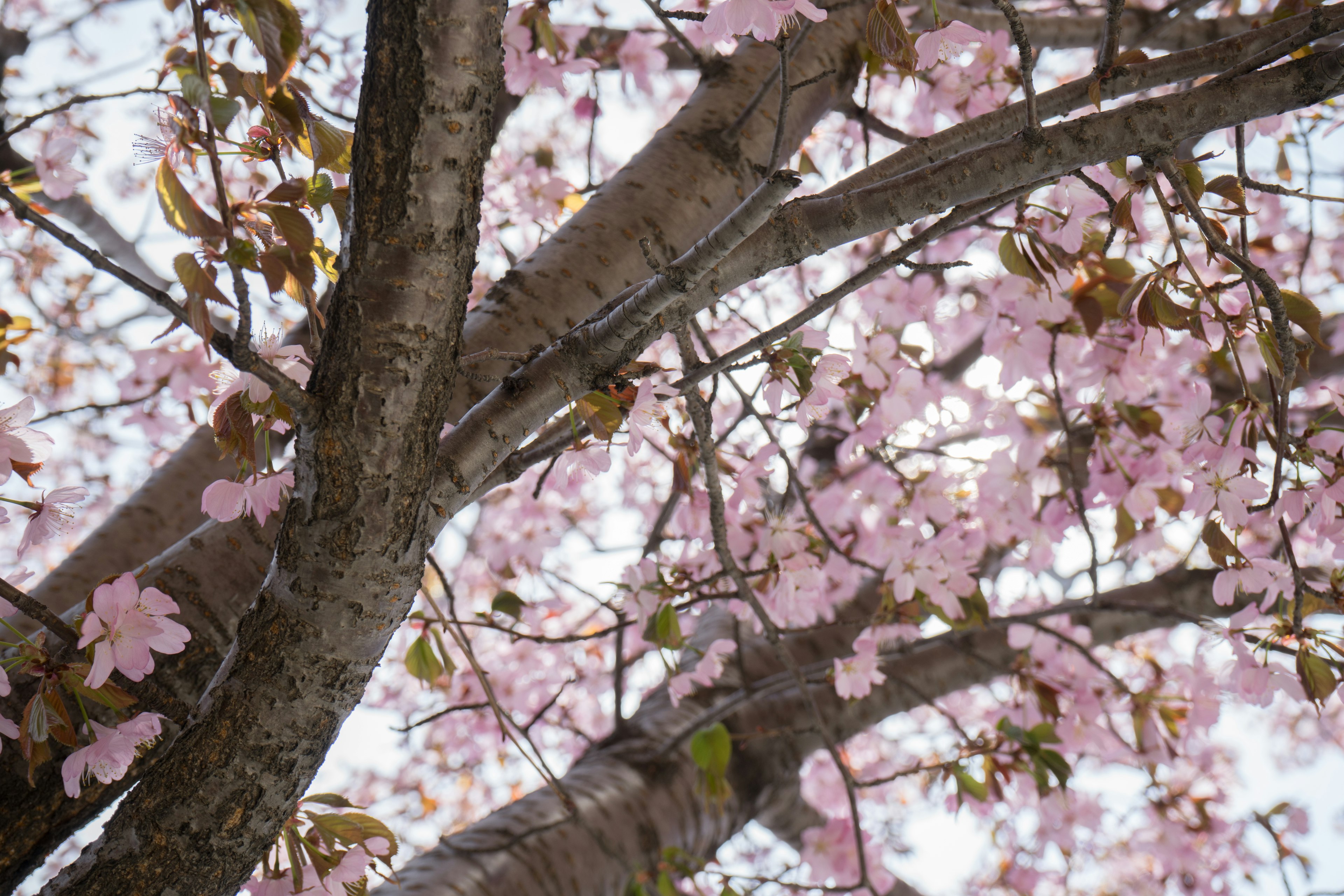 桜の花が咲いている木の枝の詳細