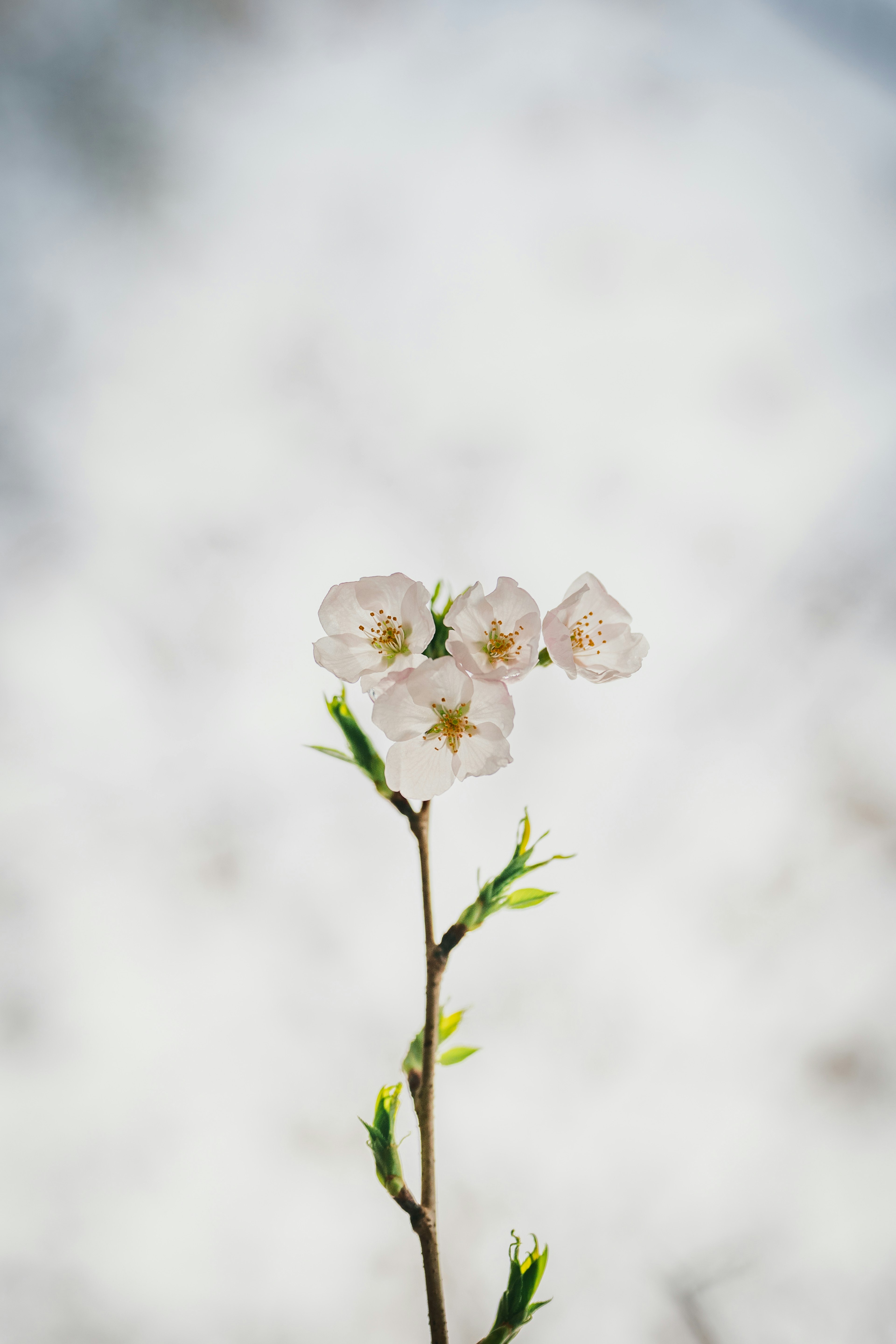 Nahaufnahme eines dünnen Stängels mit blühenden weißen Blumen