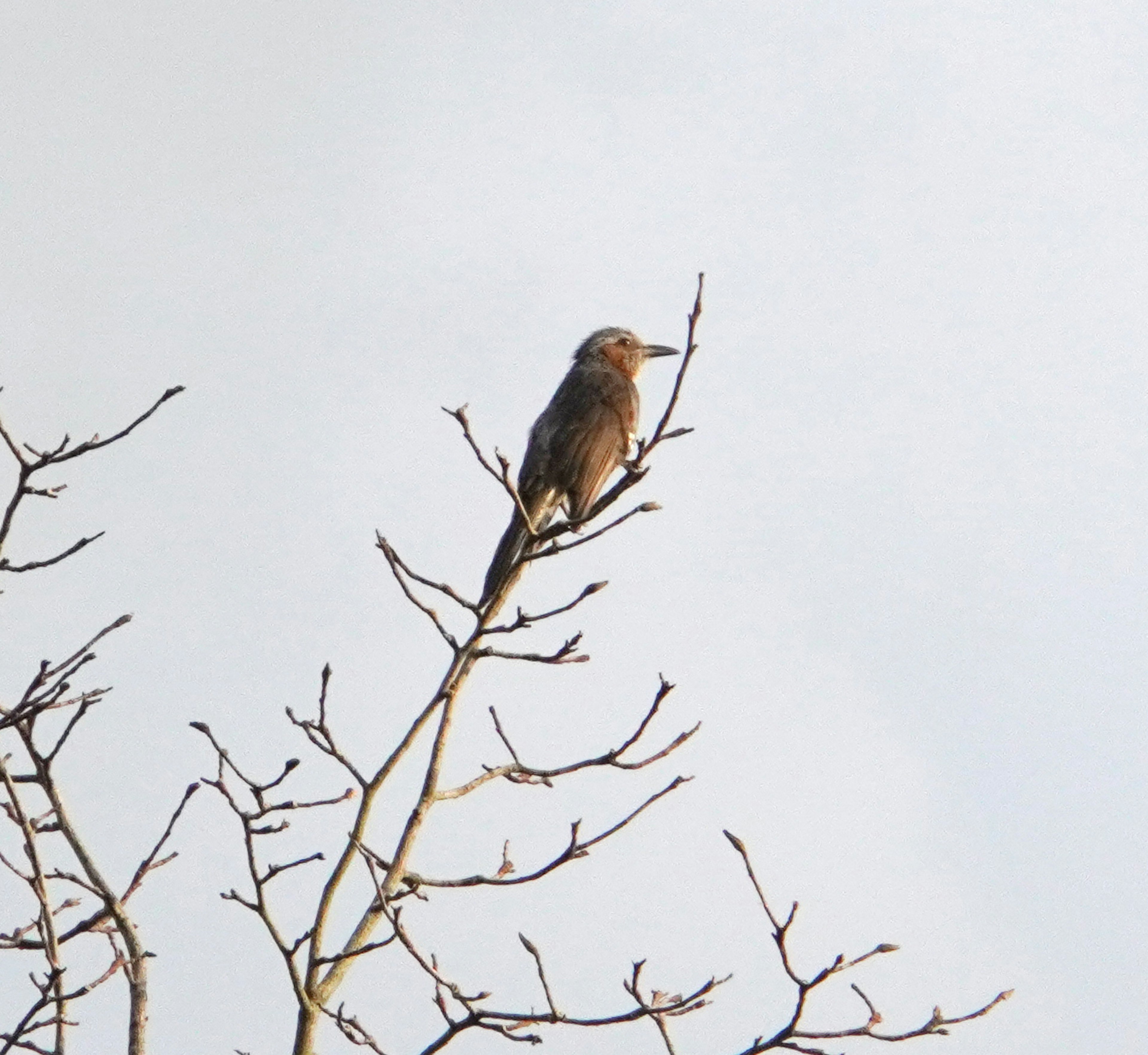 Silhouette of a bird perched on a branch against a pale sky