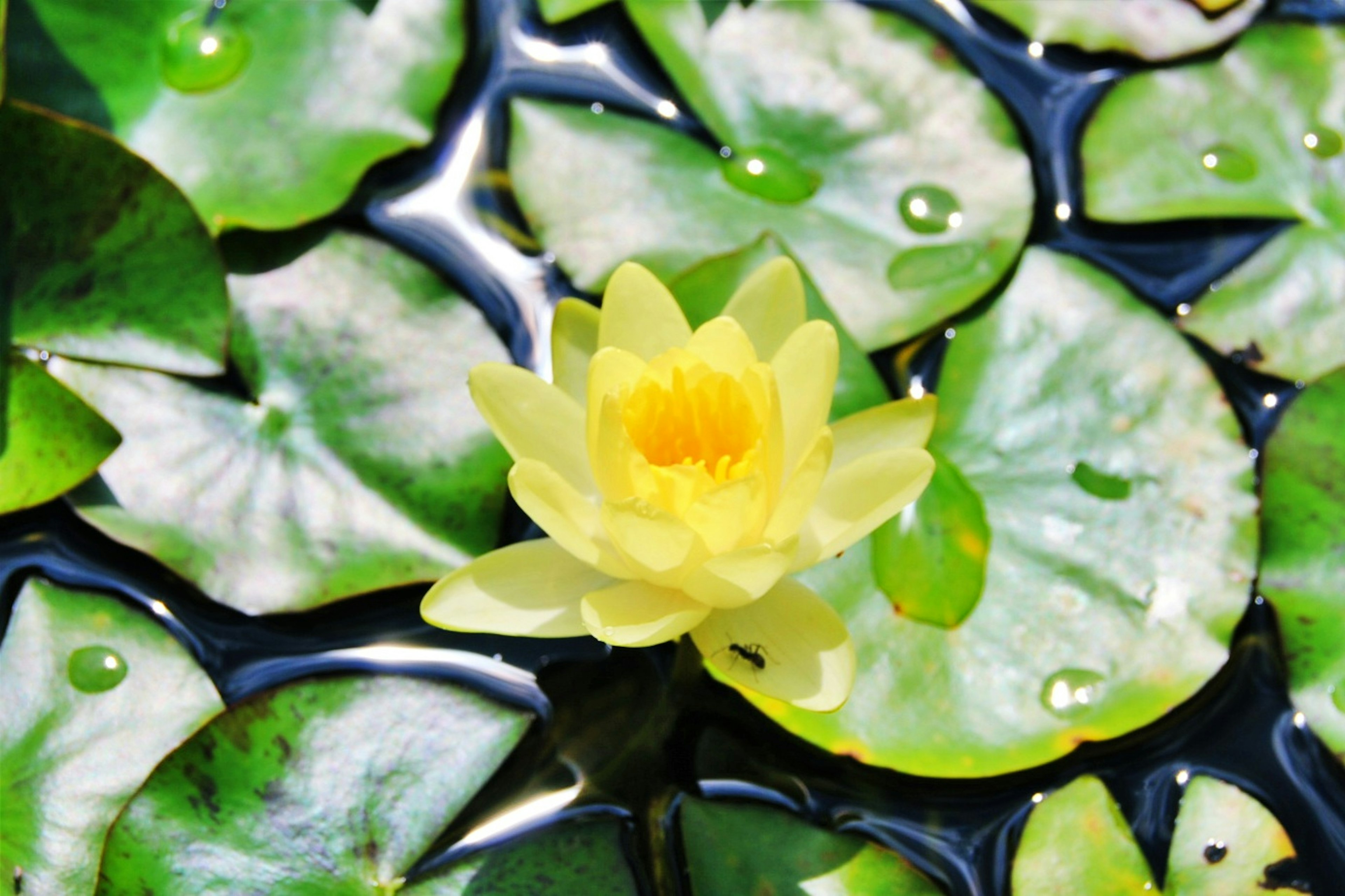 水面に浮かぶ黄色いスイレンの花と緑の葉