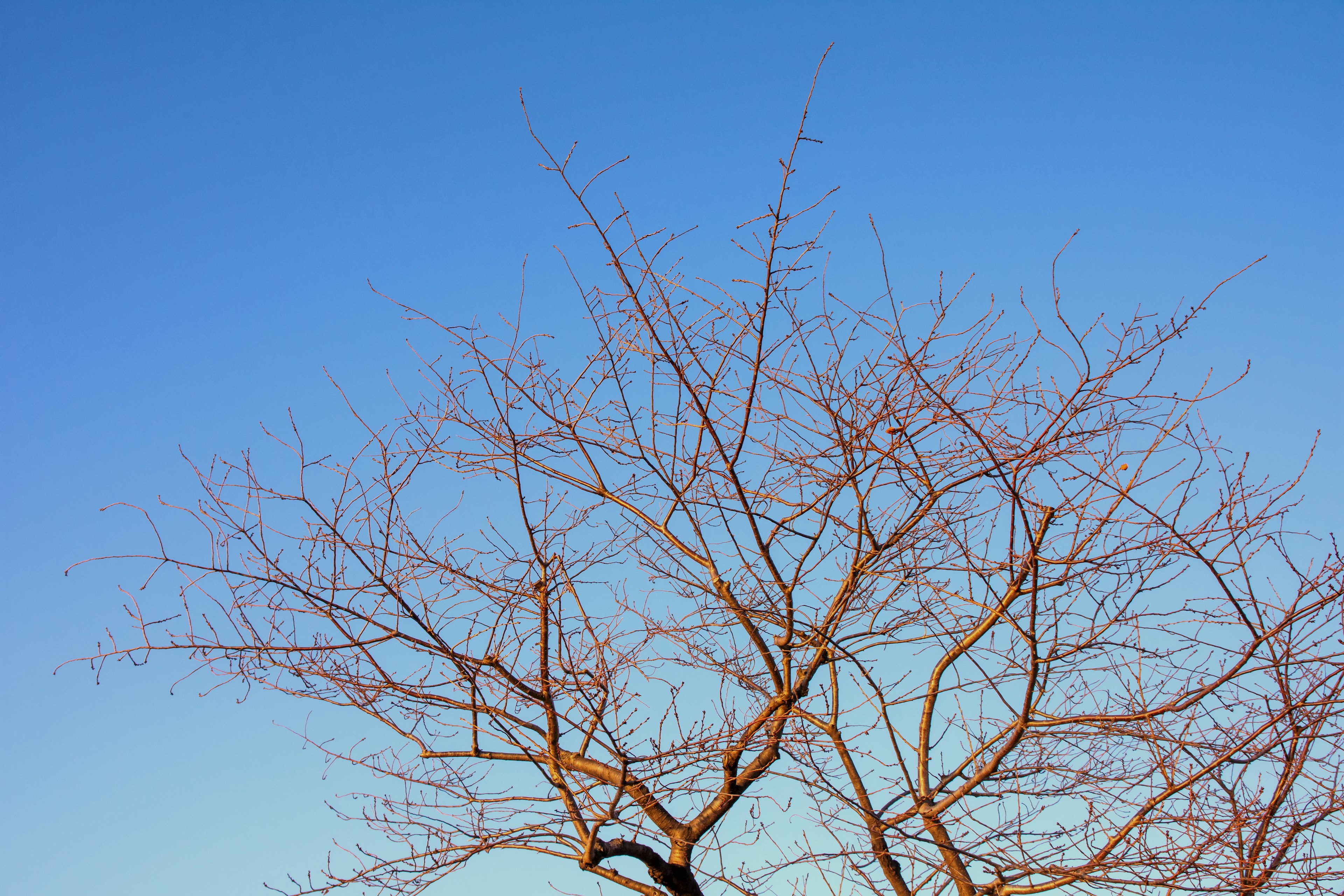 Silhouette eines blätterlosen Baums vor einem blauen Himmel