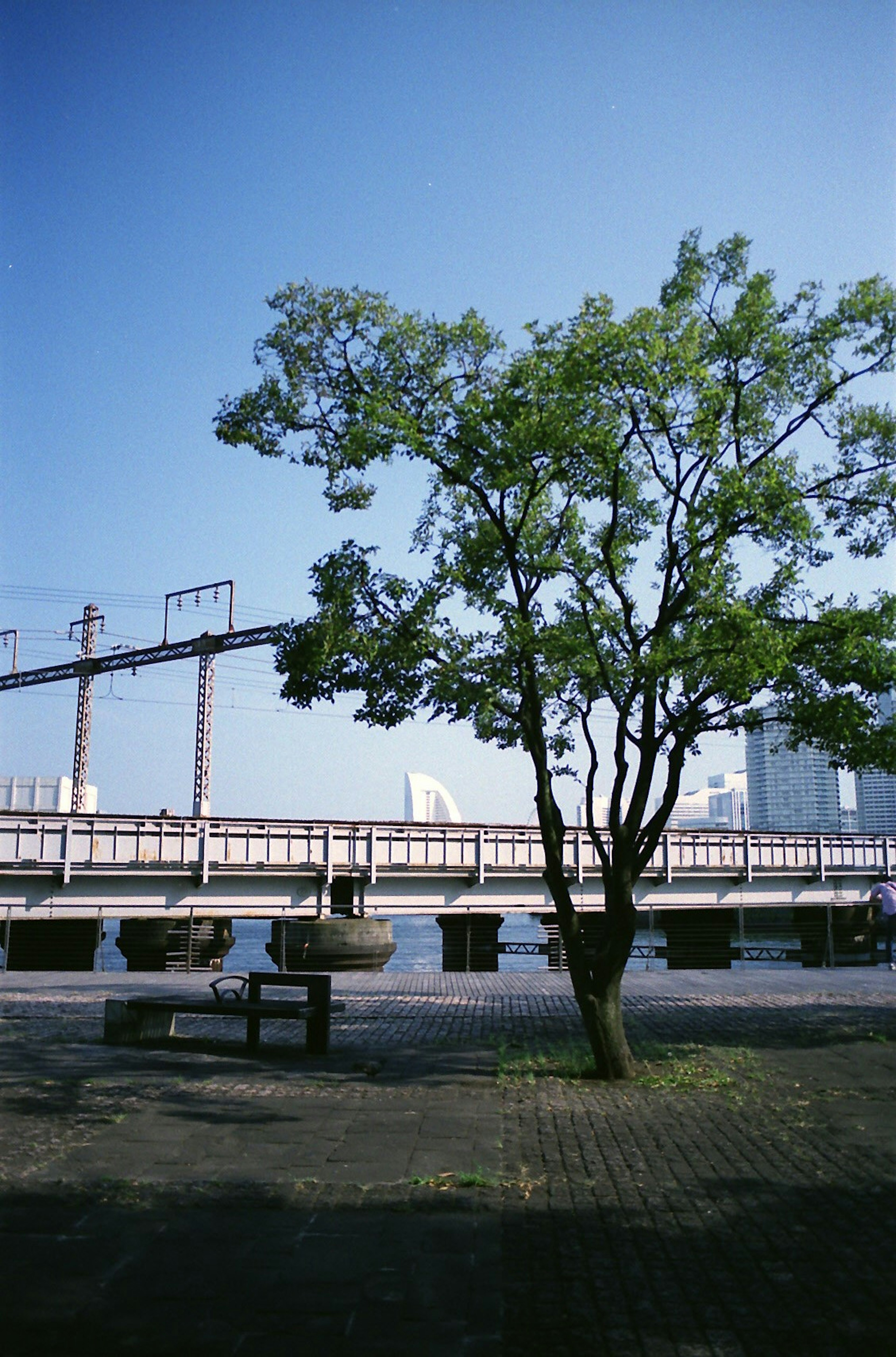 A green tree beside a bridge under a blue sky