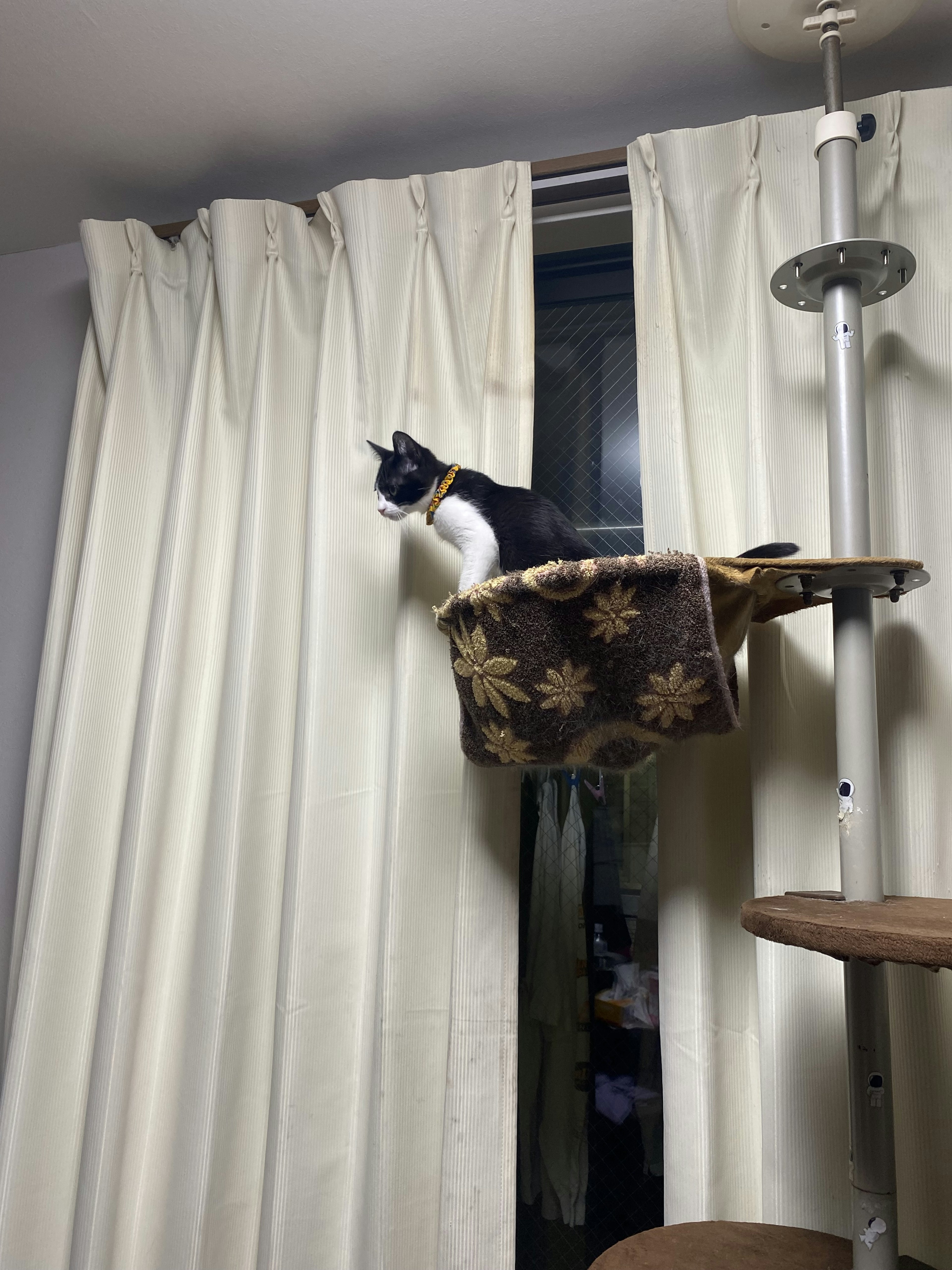 A black and white cat sitting on a high perch of a cat tower near white curtains