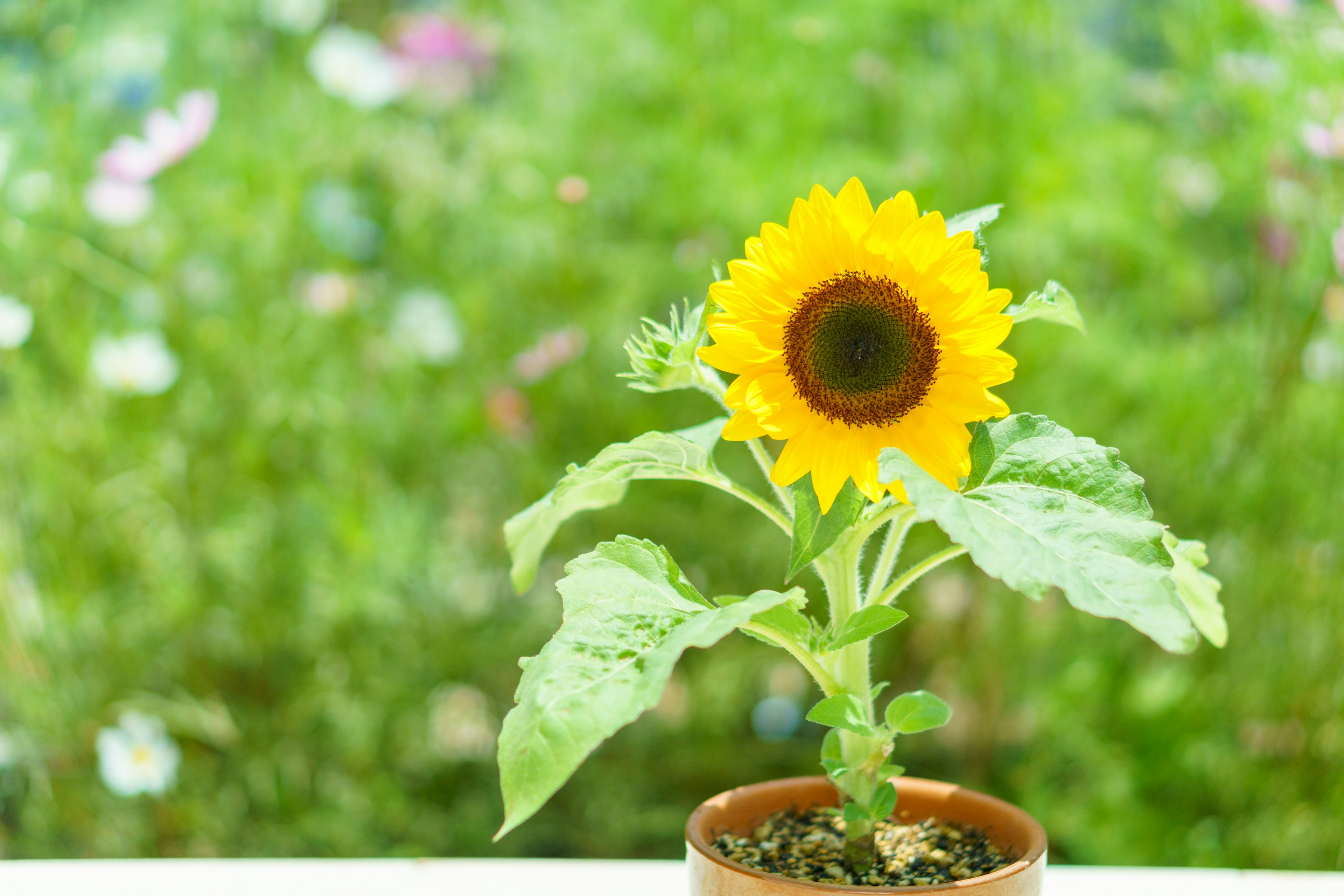 A vibrant sunflower standing against a green background