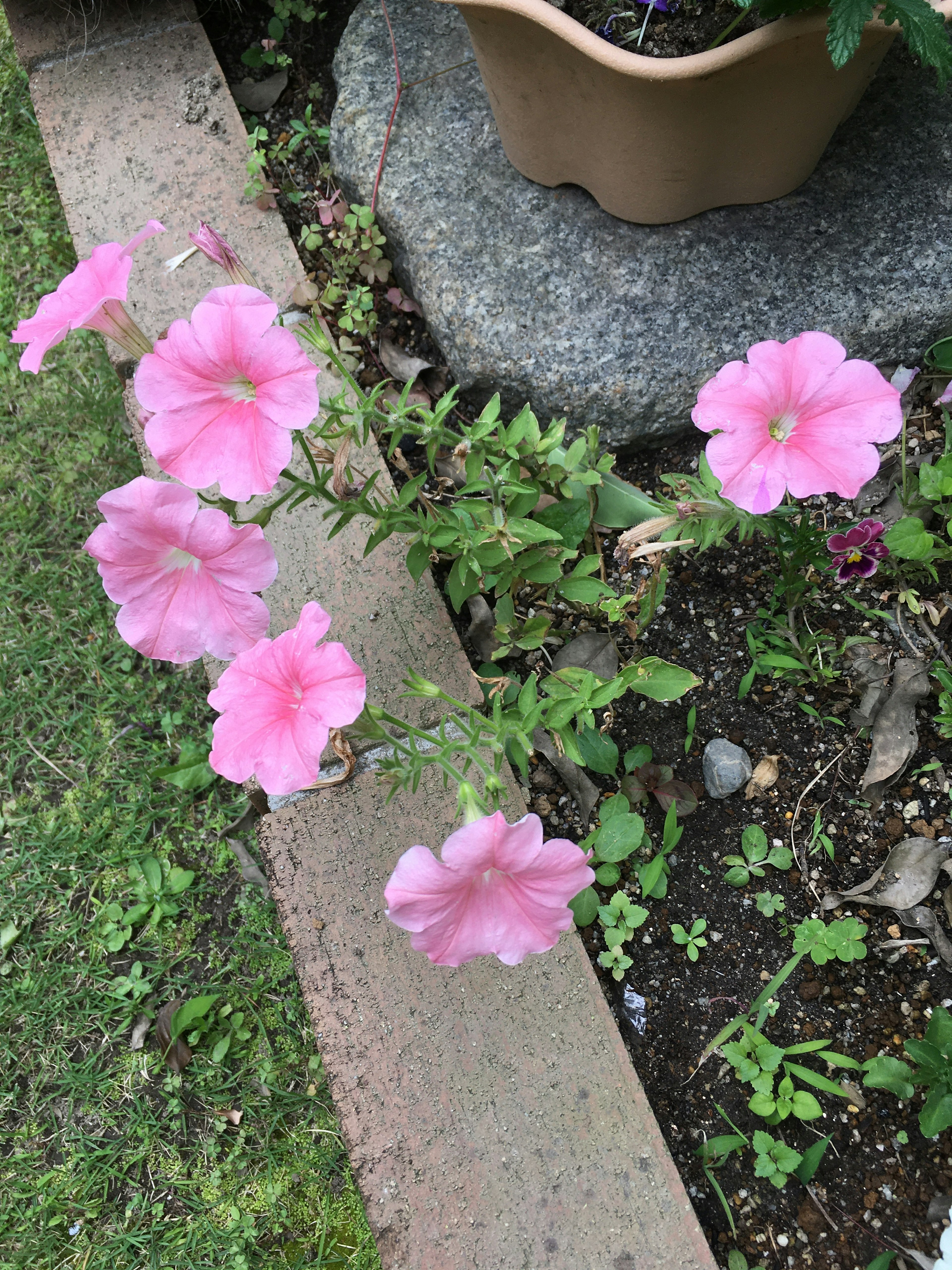 Fiori di petunia rosa che fioriscono in un giardino con un ambiente verde