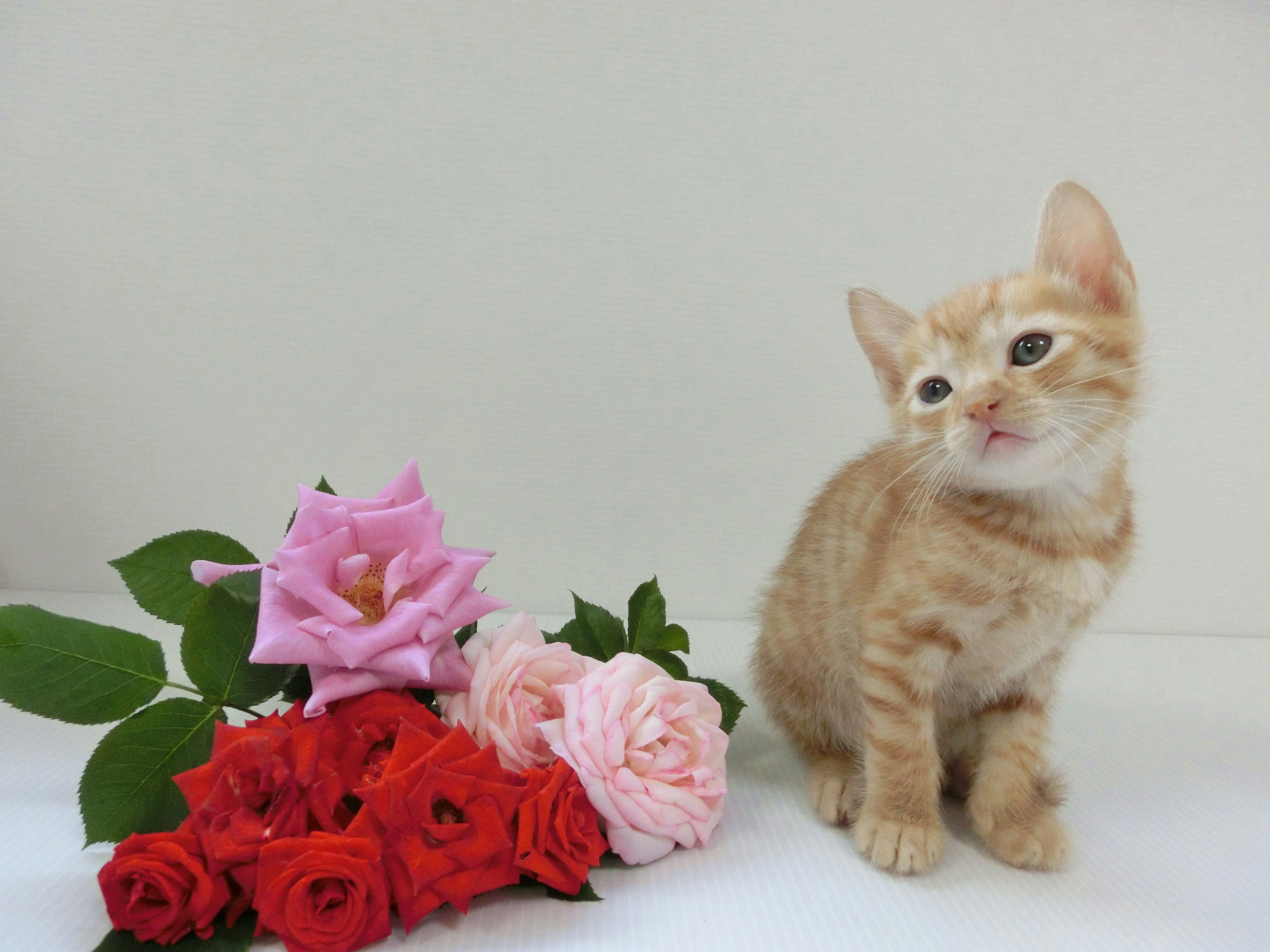 Un gatito naranja sentado junto a un ramo de rosas coloridas