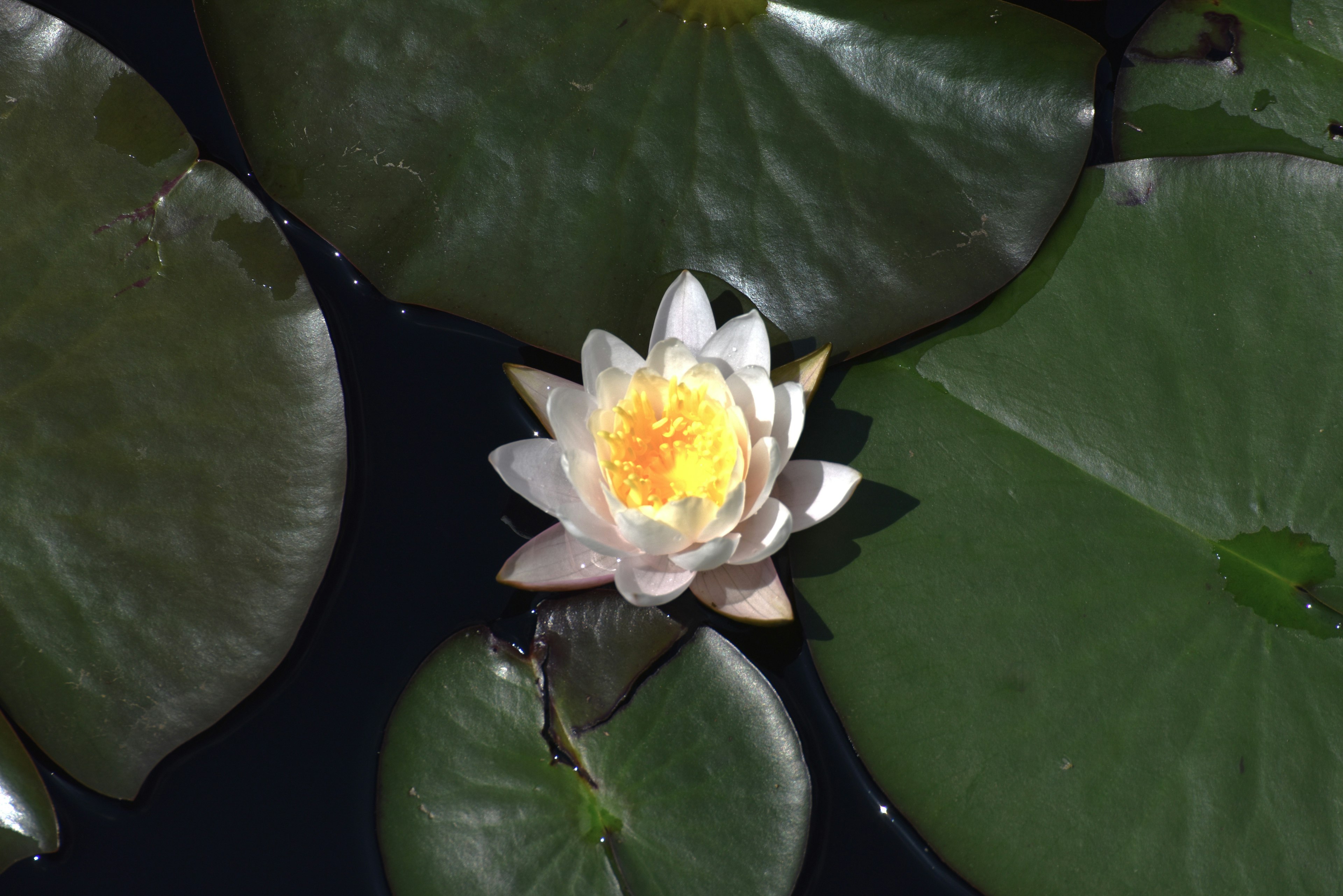 A white water lily floating on green lily pads