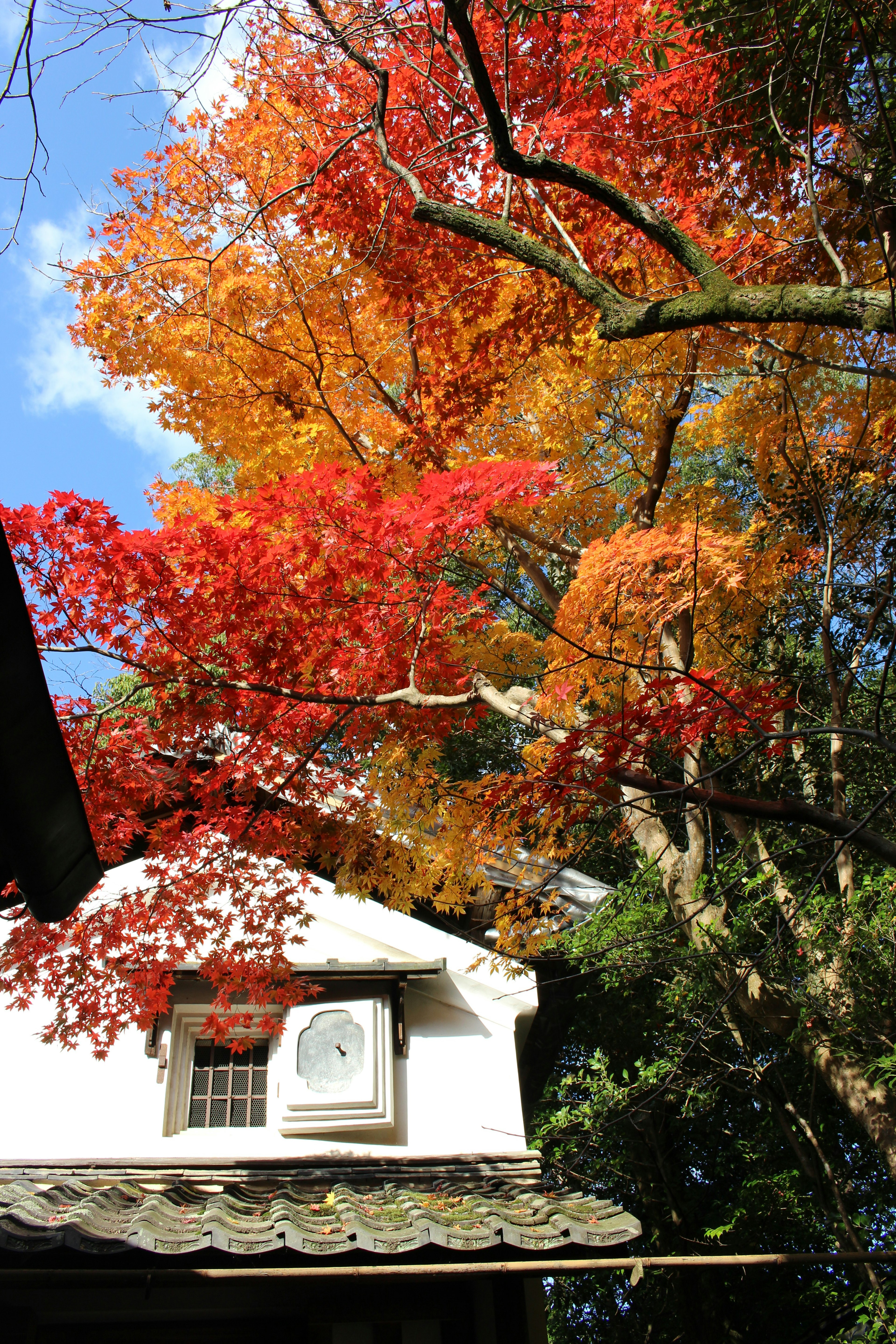 ทิวทัศน์ที่มีใบไม้ฤดูใบไม้ร่วงมีสีสันสวยงามอยู่บนต้นไม้และอาคารสีขาว