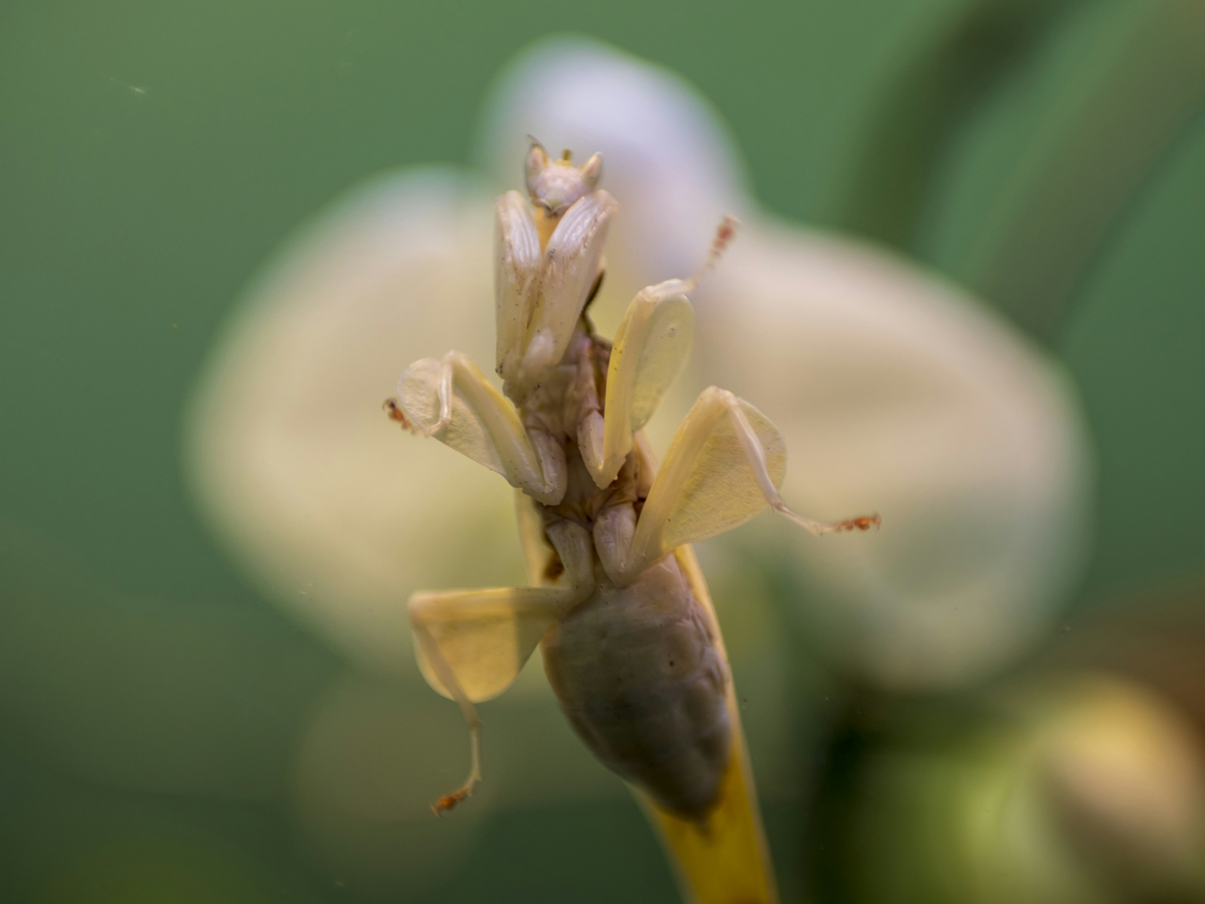 白い花の近くにいる昆虫のマクロ写真