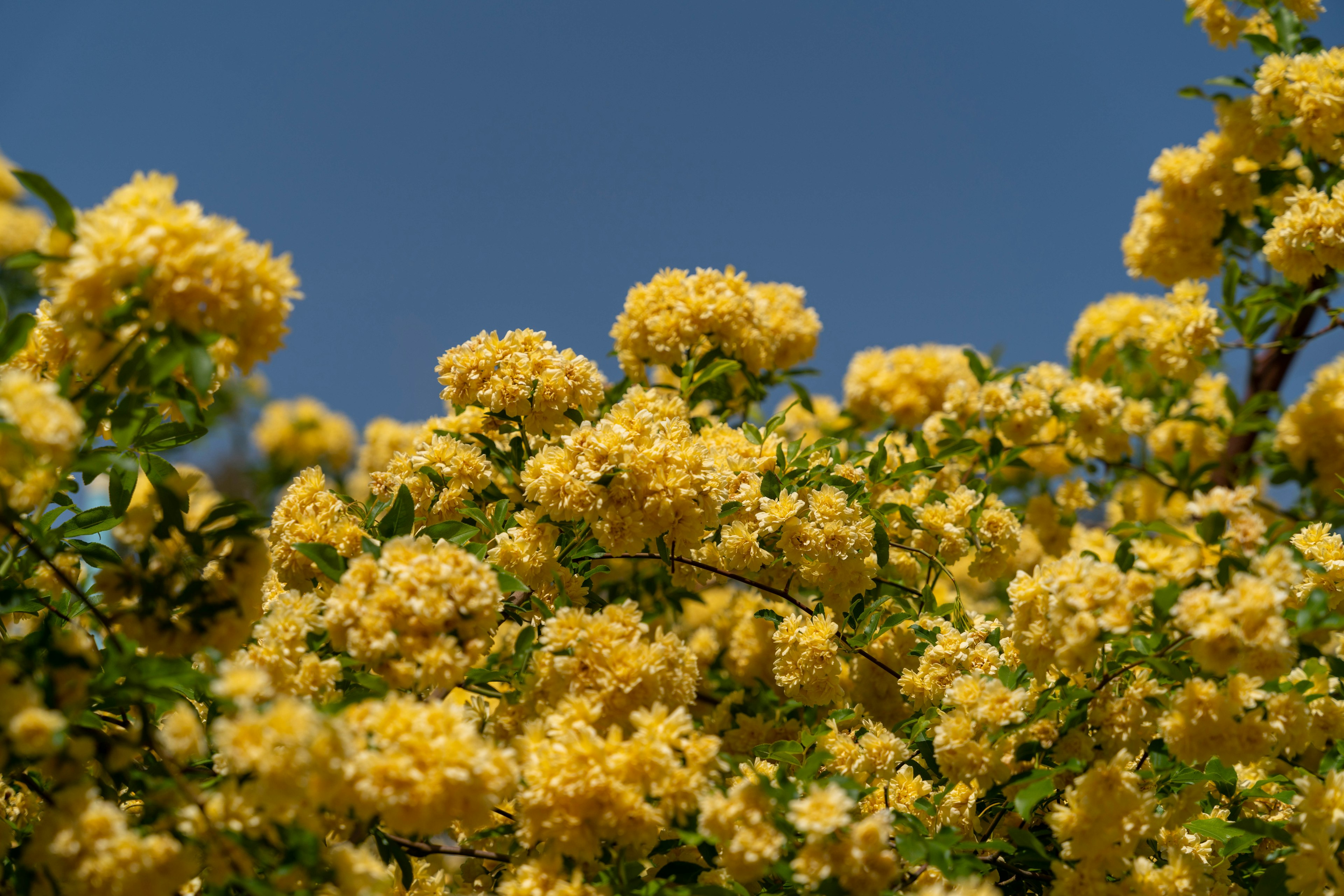 Conjuntos de flores amarillas floreciendo bajo un cielo azul