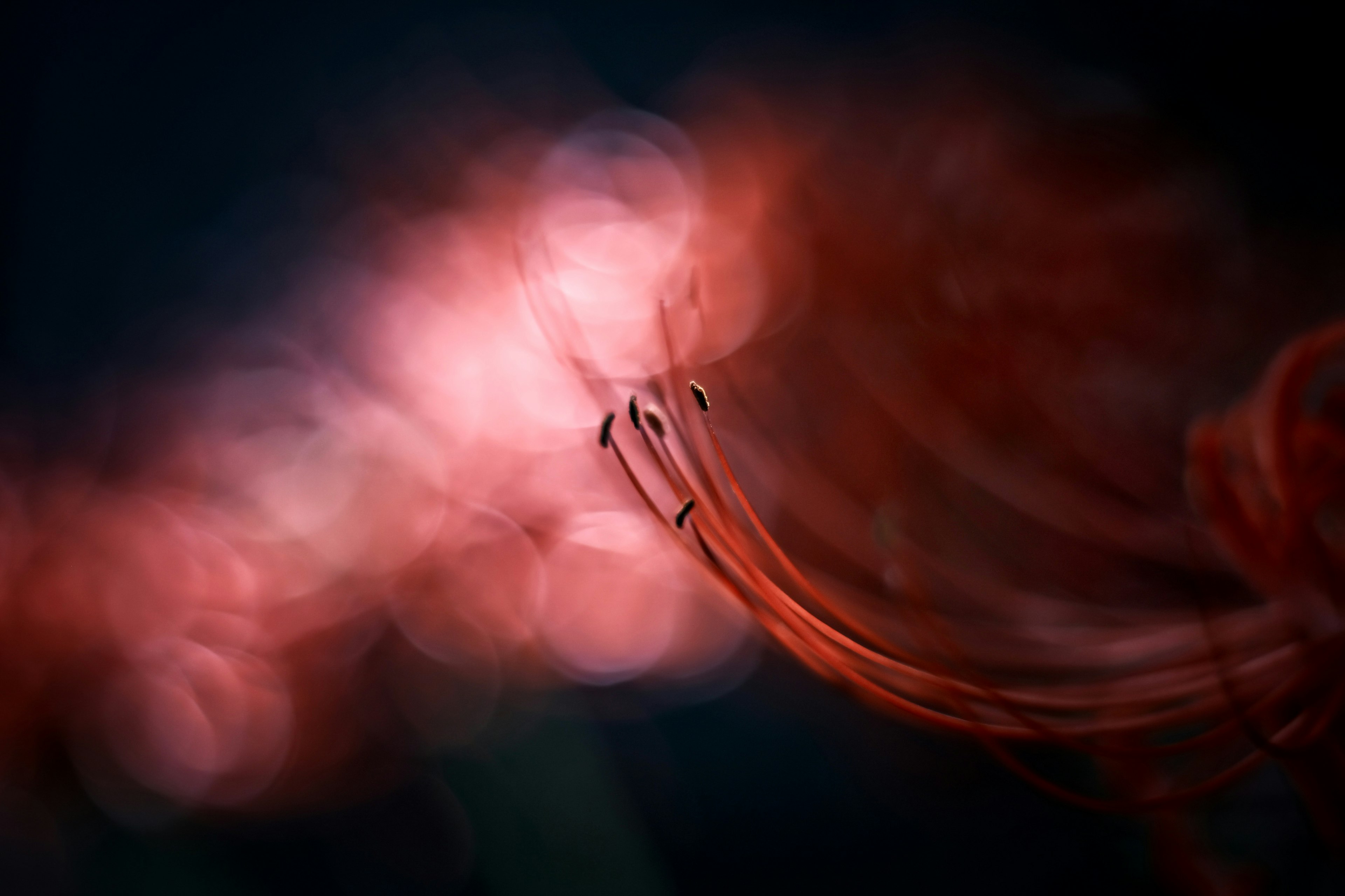 Image magnifique d'une fleur rouge floue avec des lumières sur fond sombre