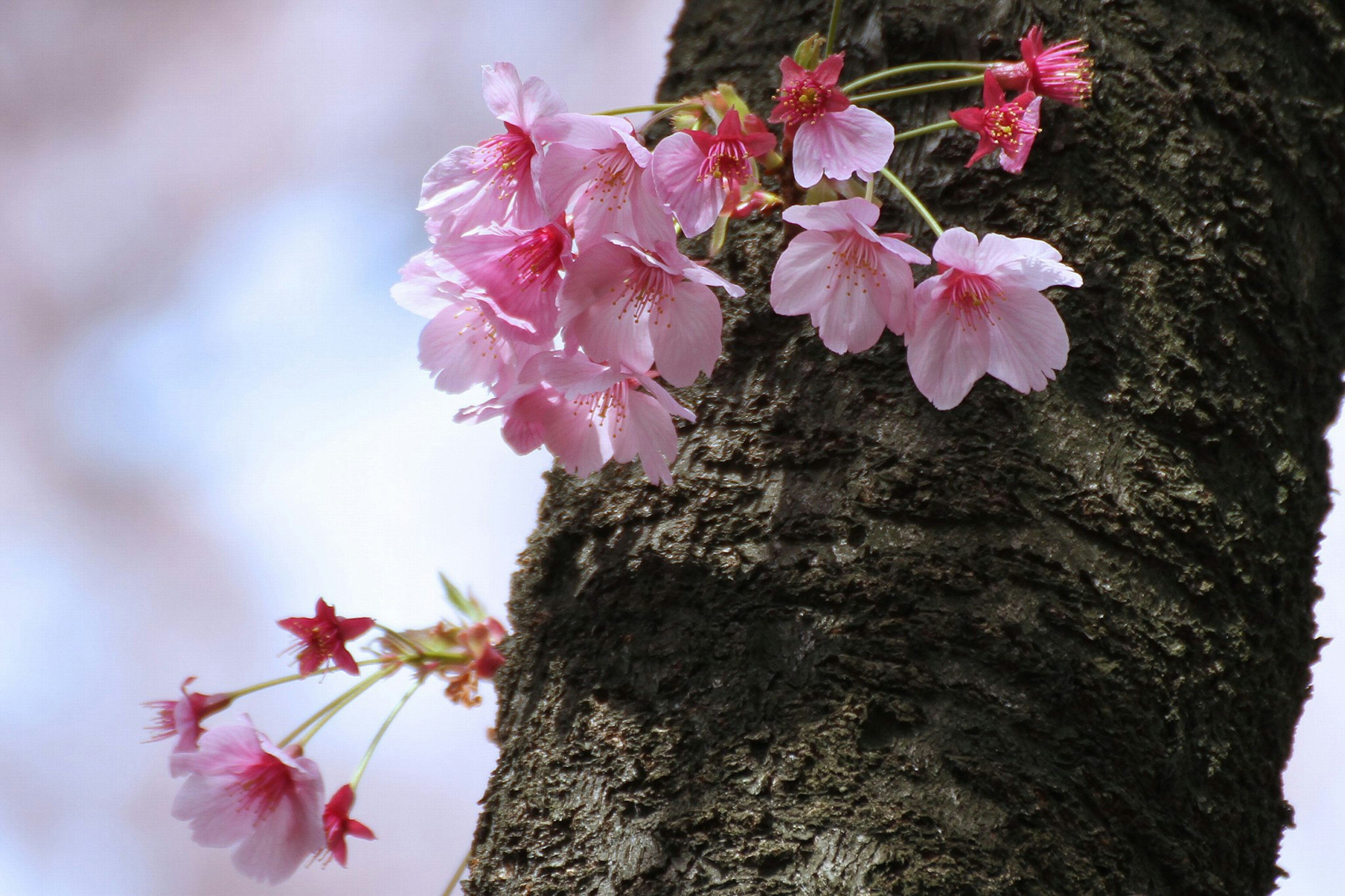 Close-up of cherry blossoms on a tree trunk