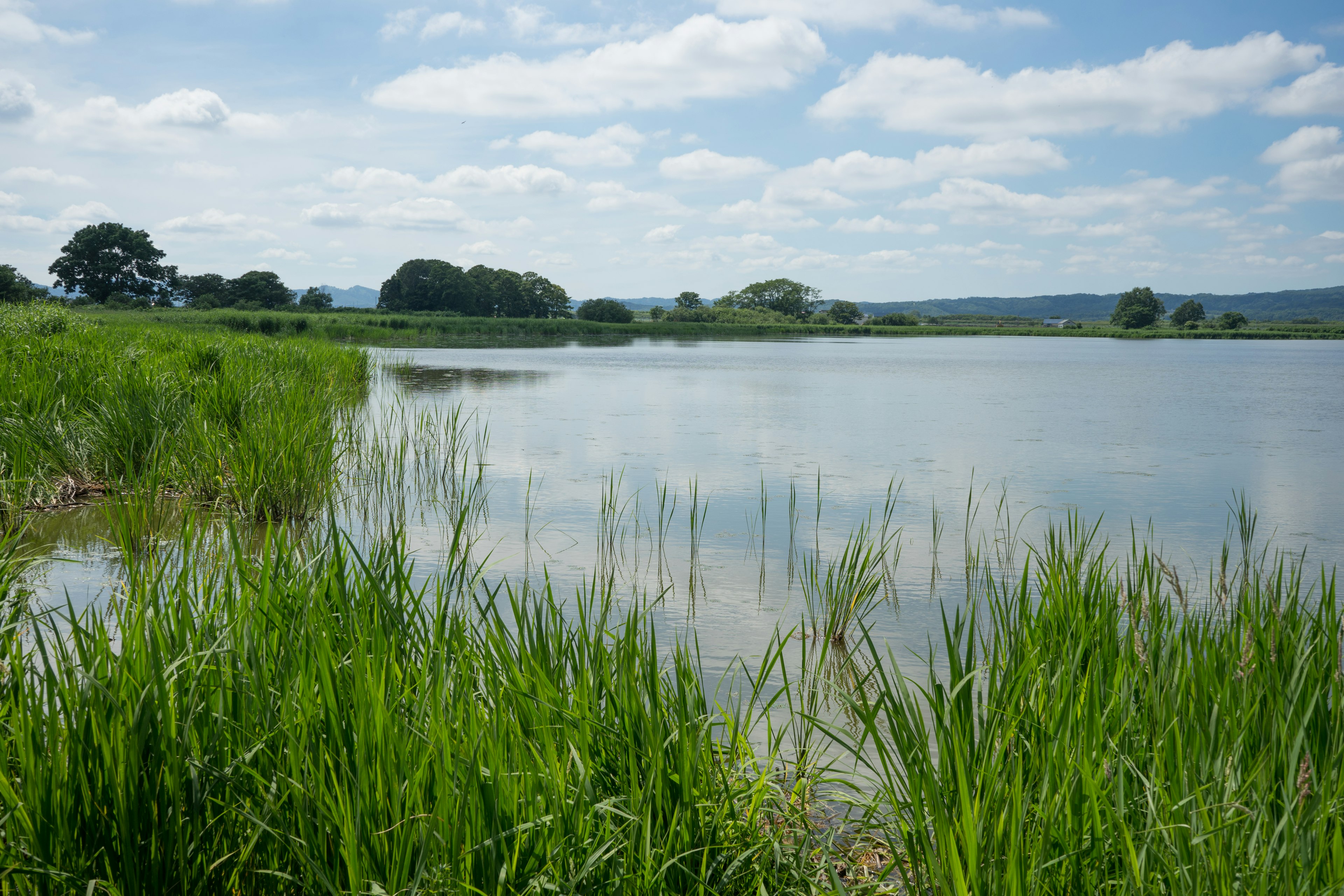 Landschaft eines ruhigen Sees unter einem blauen Himmel mit weißen Wolken mit grünen Gräsern und Wasserreflexionen