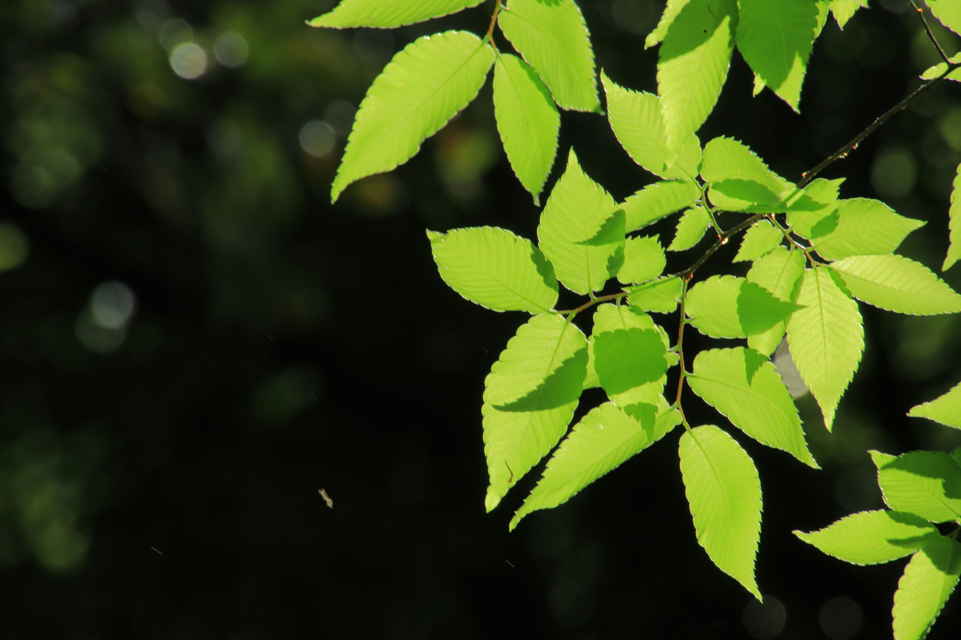 Bright green leaves against a dark background