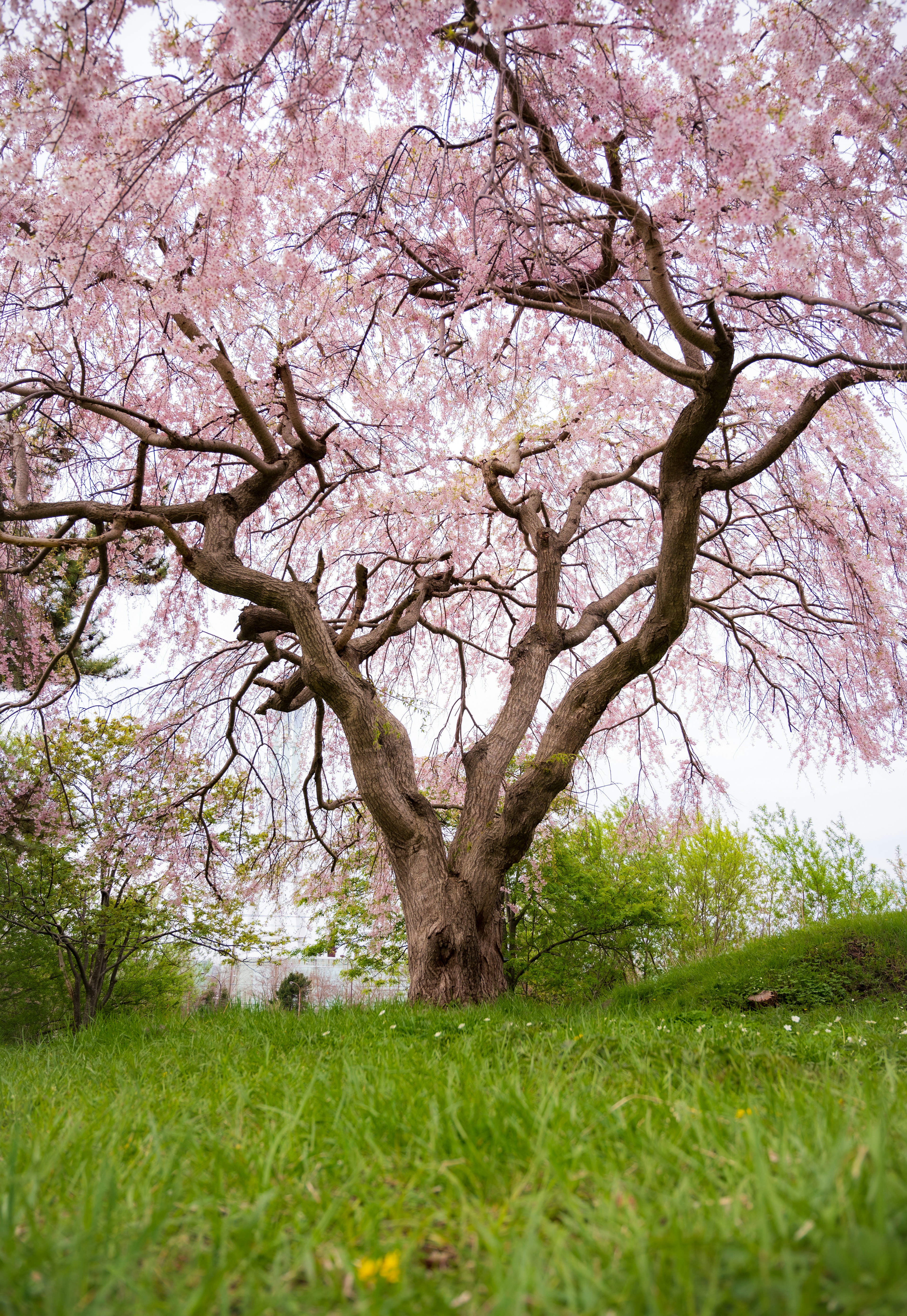 美しい桜の木が咲いている風景緑の芝生の上に立っている