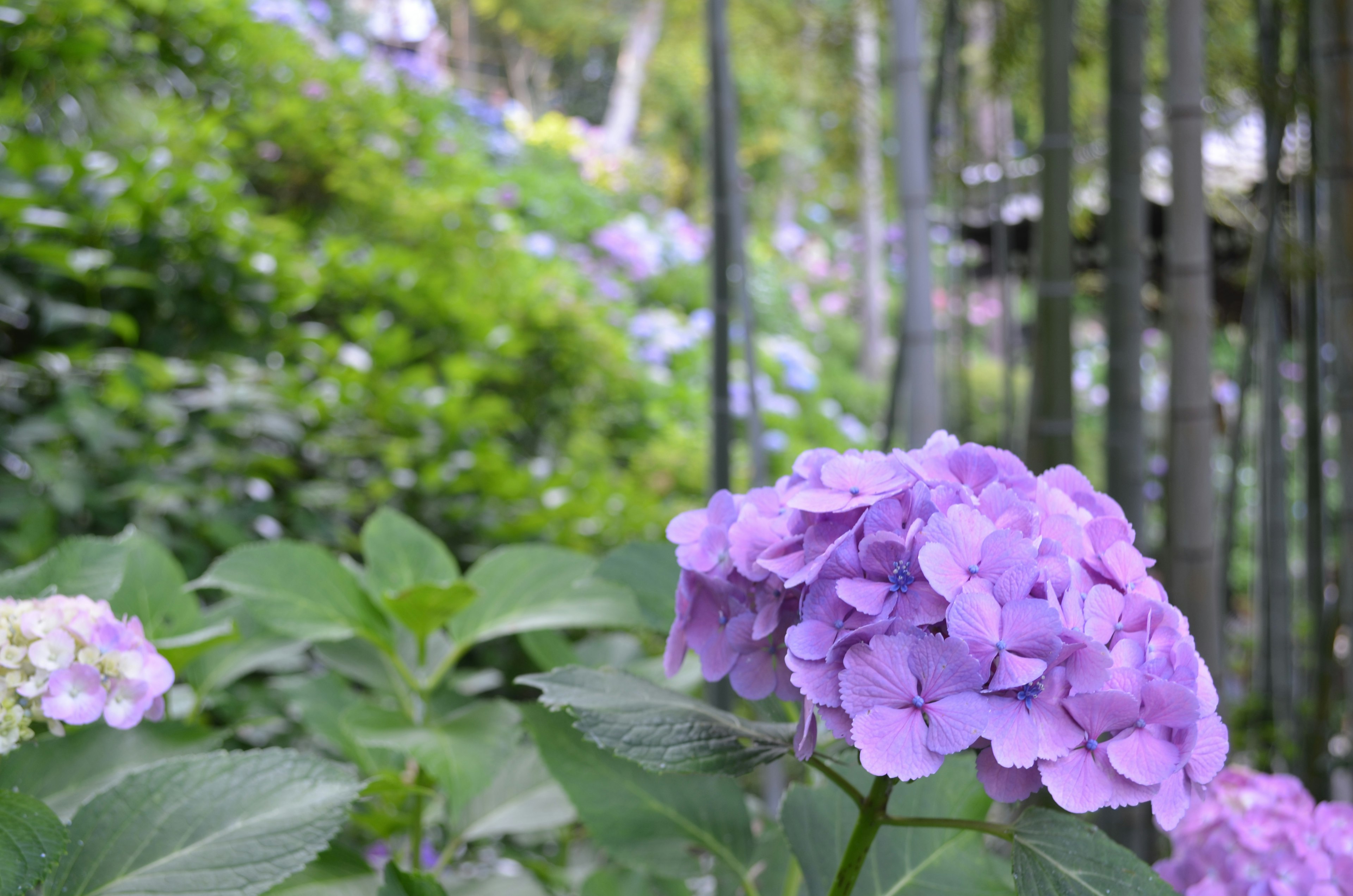 Close-up bunga hydrangea ungu dengan latar belakang dedaunan hijau subur