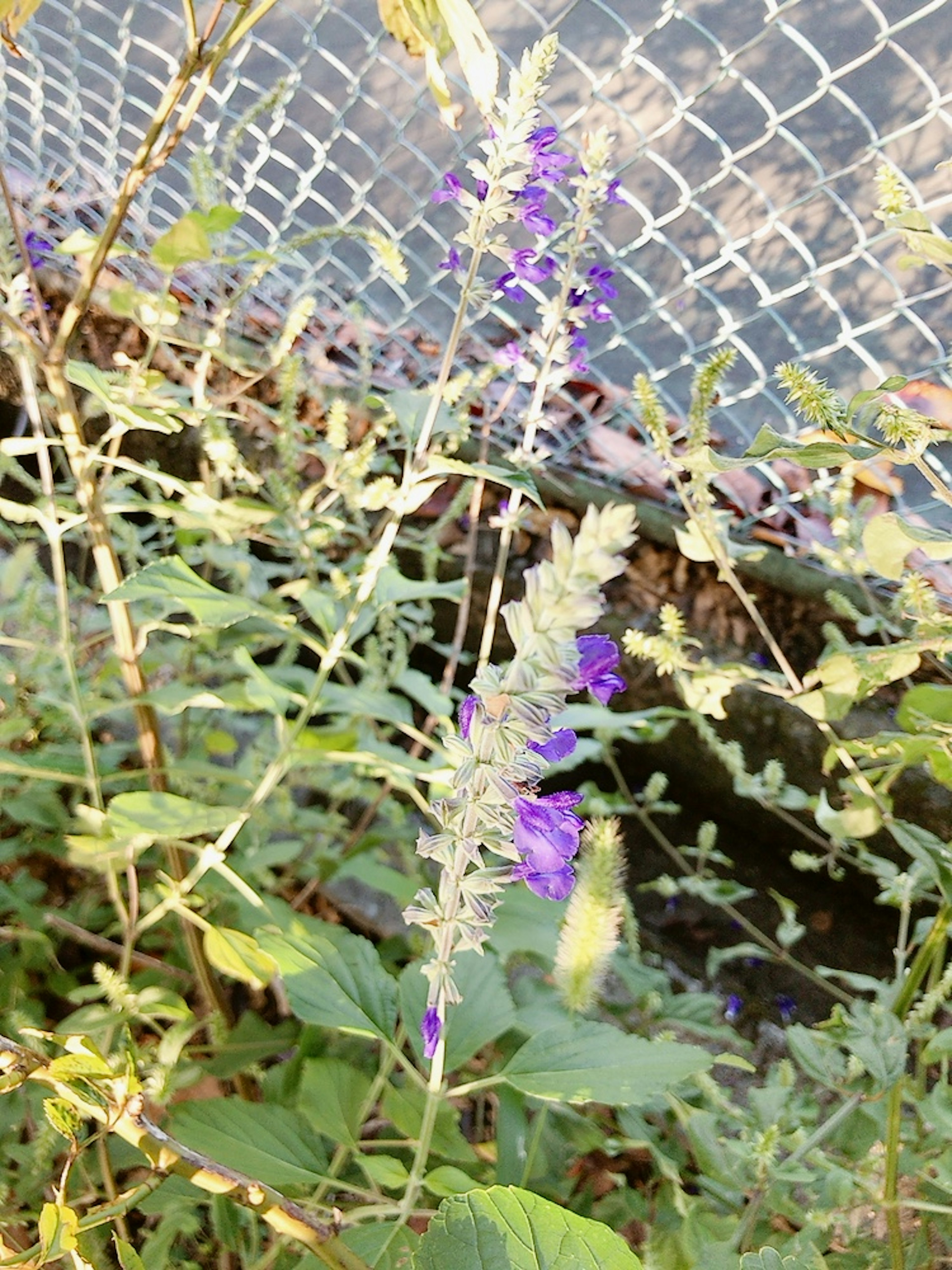 Una planta con flores moradas creciendo cerca de una cerca de malla