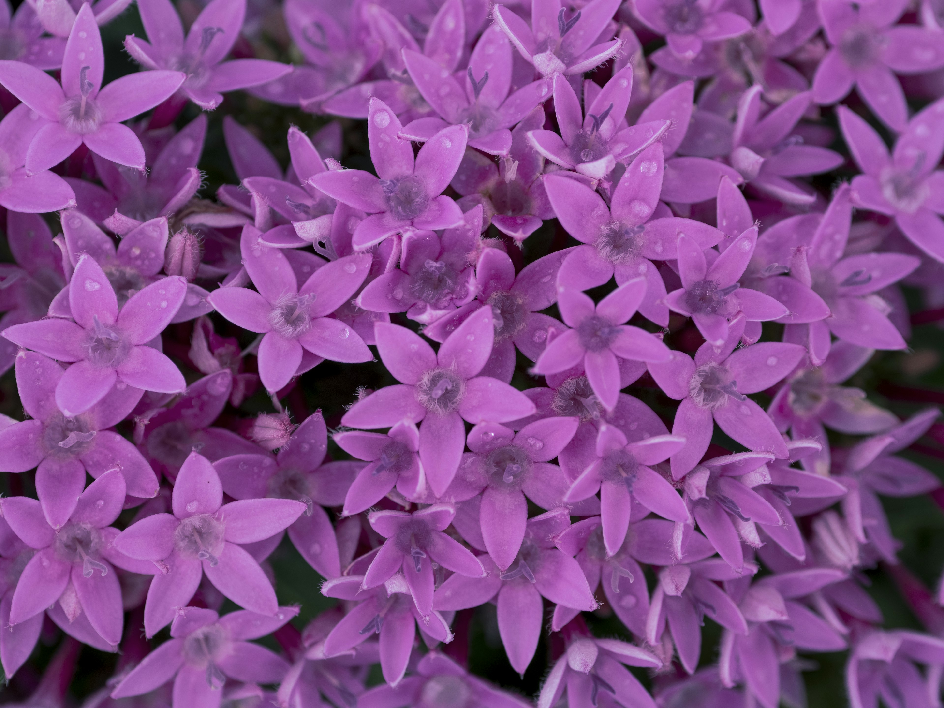 Denso grupo de flores moradas en forma de estrella