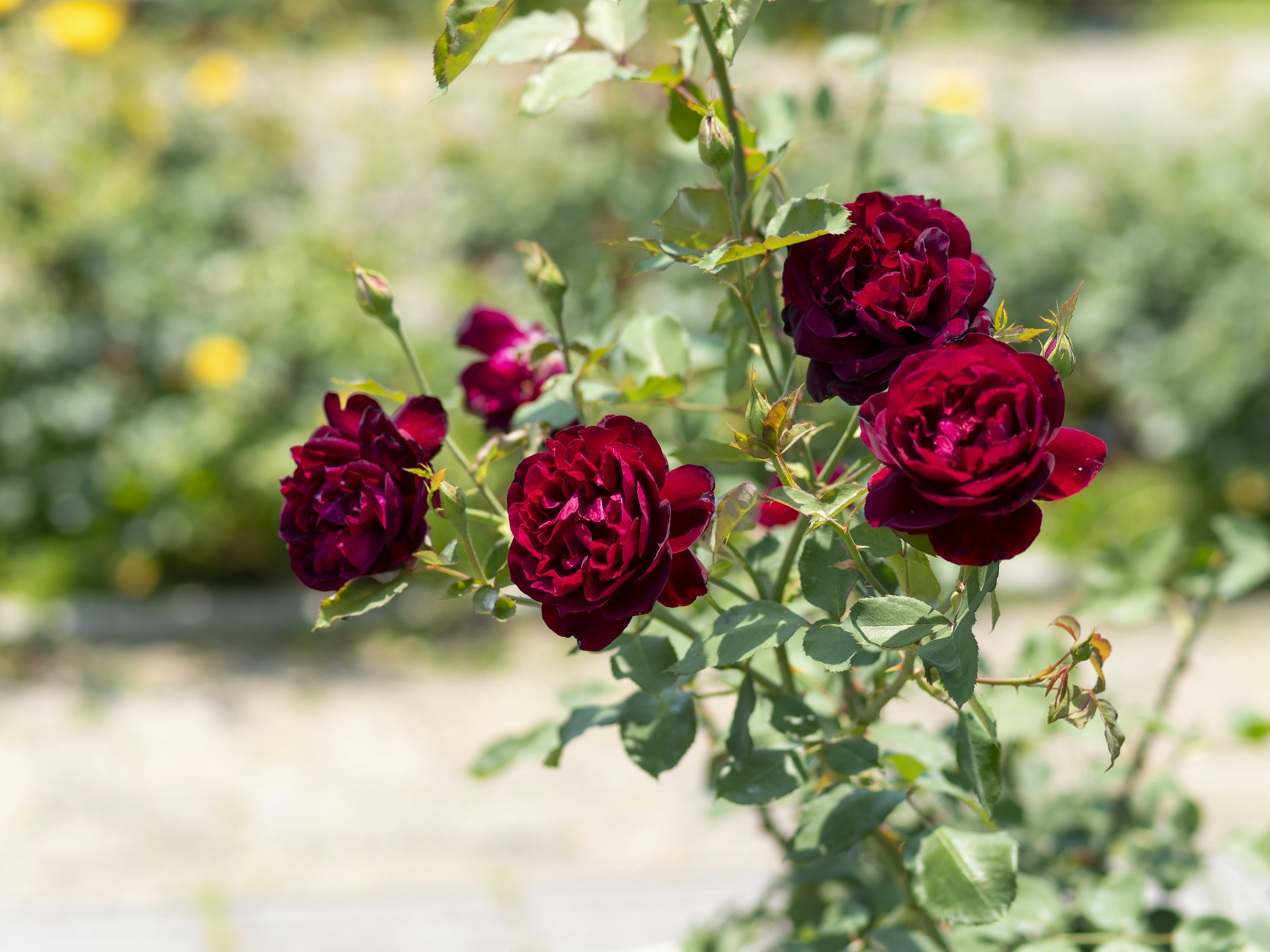 Dark red roses blooming on a green stem surrounded by leaves