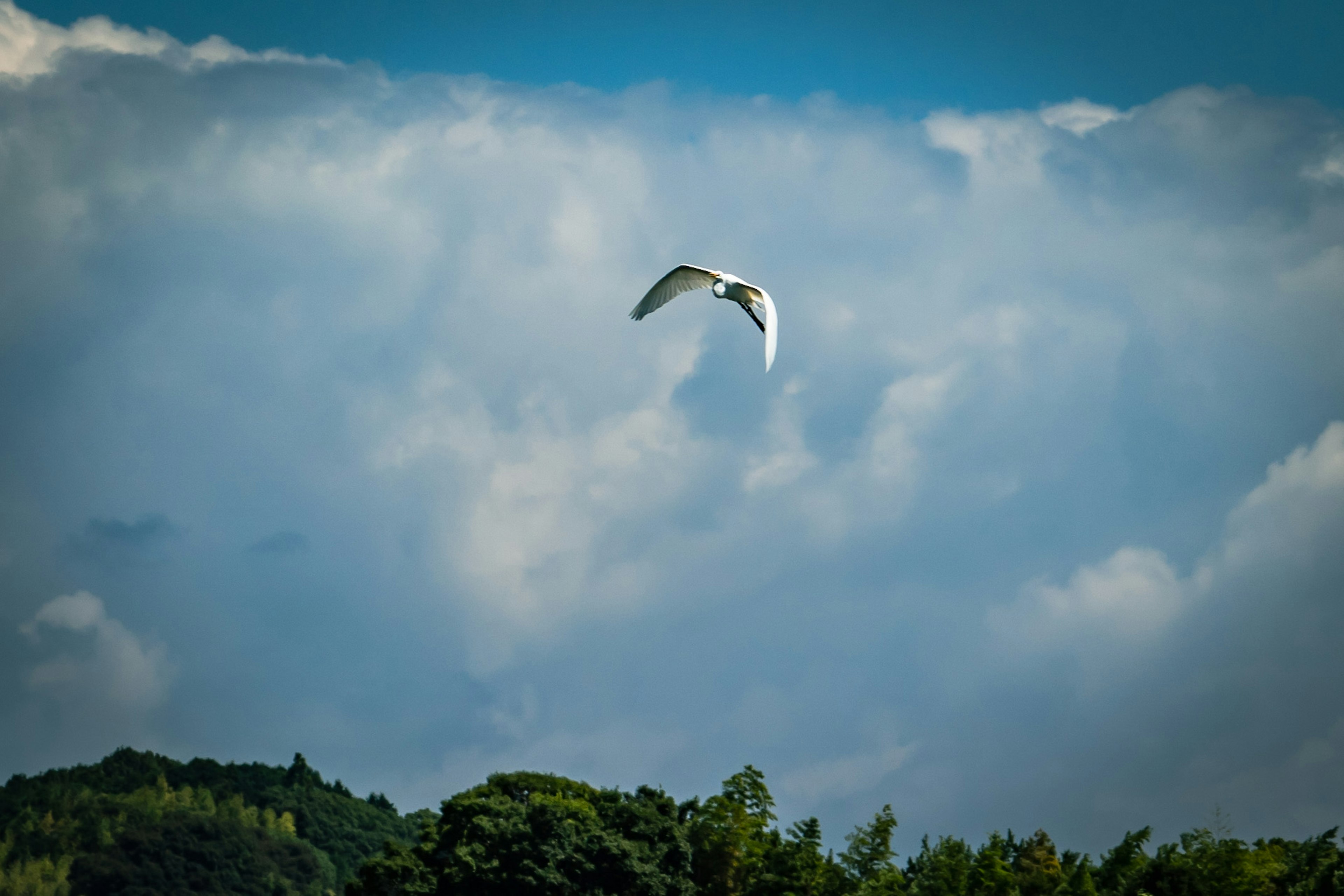 Ein weißer Vogel fliegt vor einem blauen Himmel mit Wolken