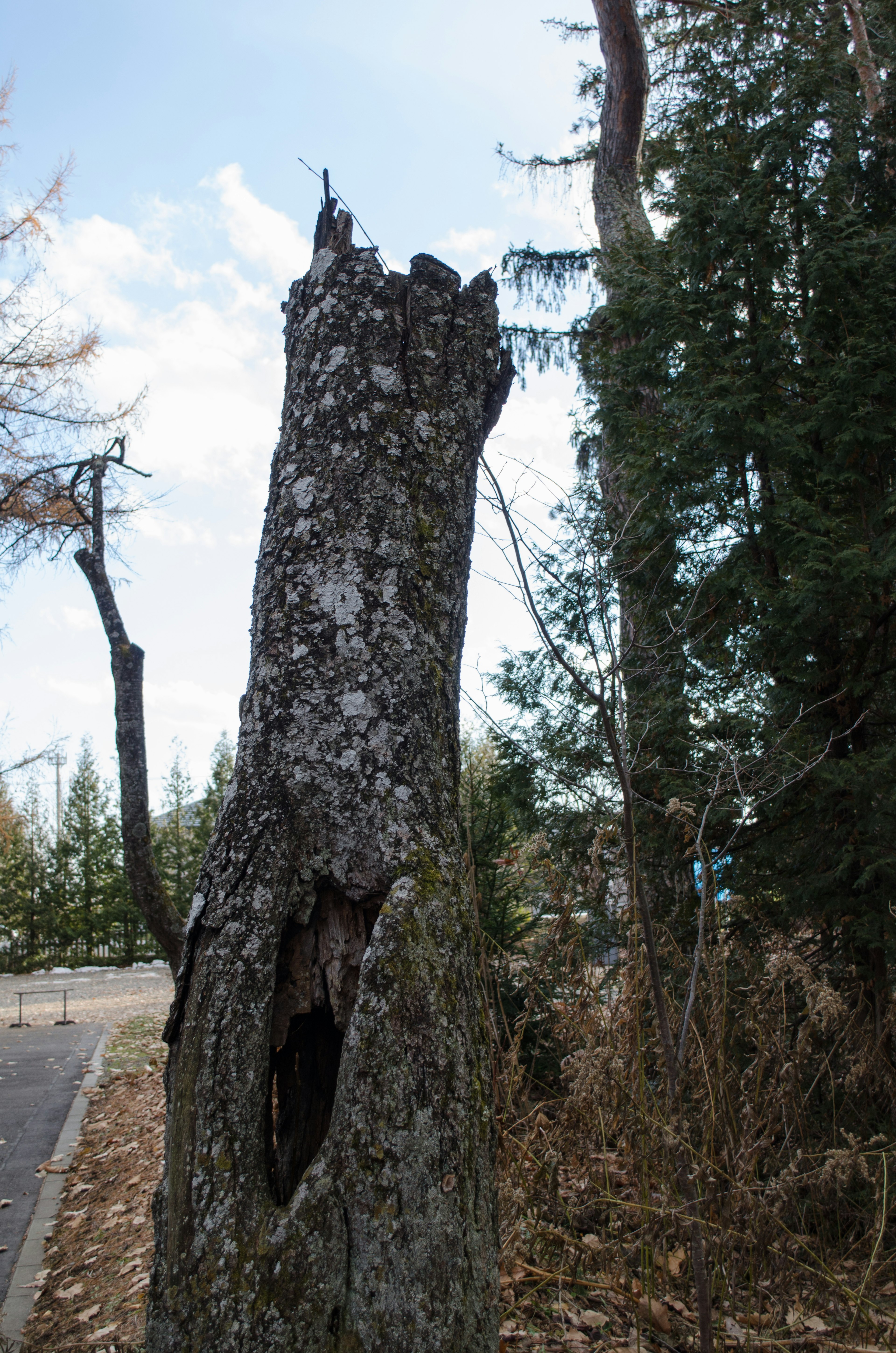 Un souche d'arbre avec une section creuse entourée de verdure