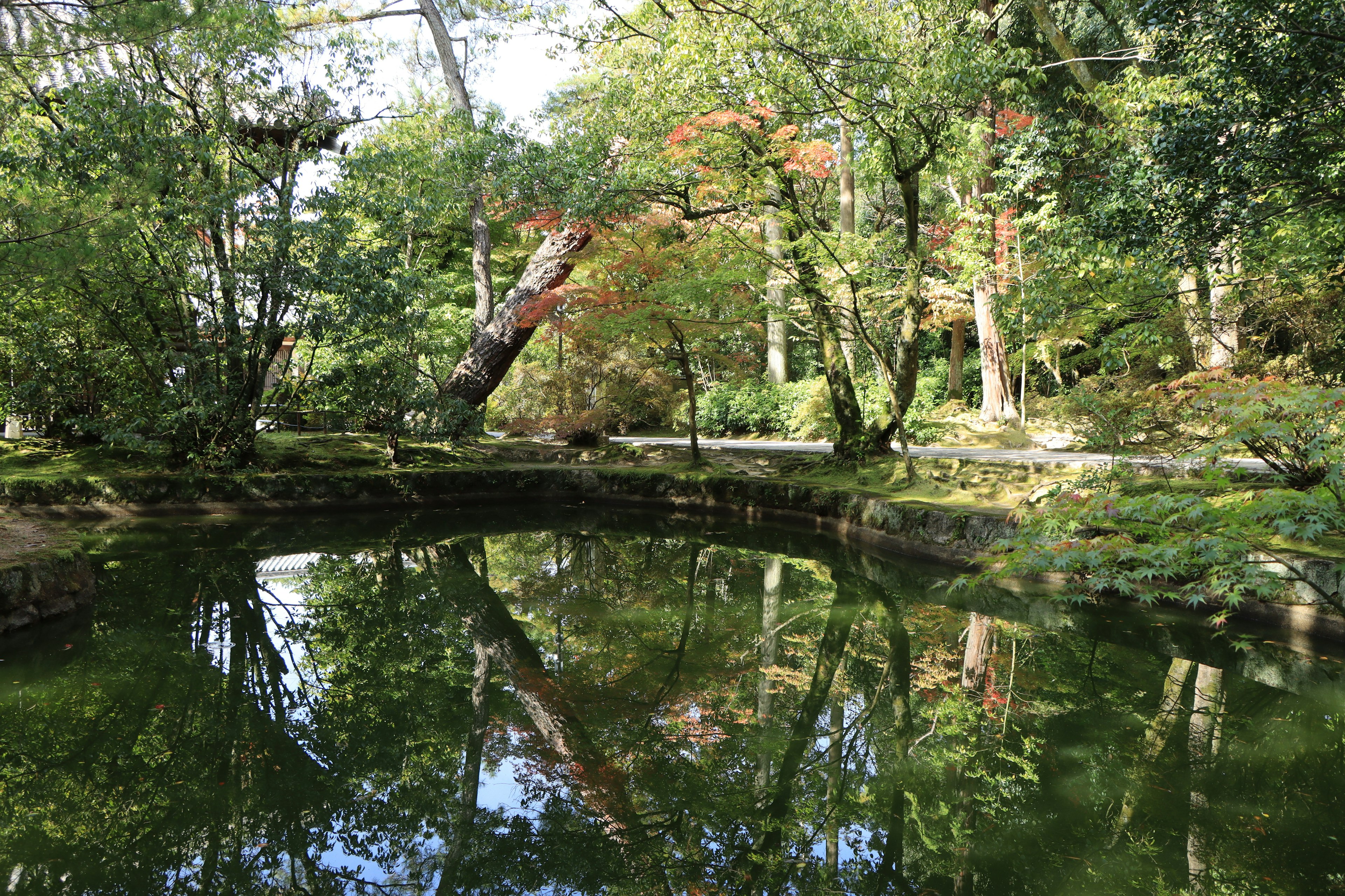 Serene pond reflecting surrounding lush greenery