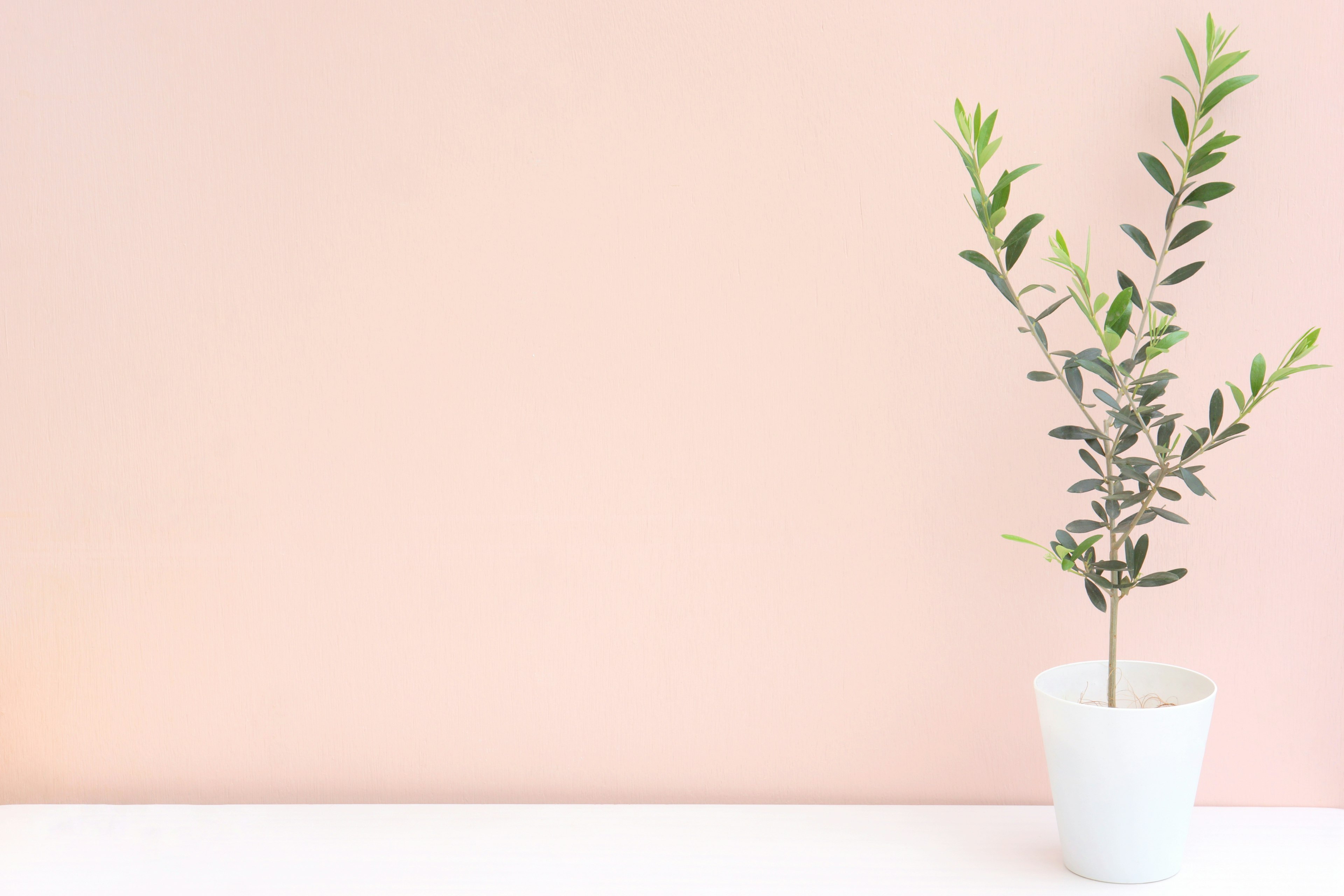 Olive plant in a white pot against a light pink wall