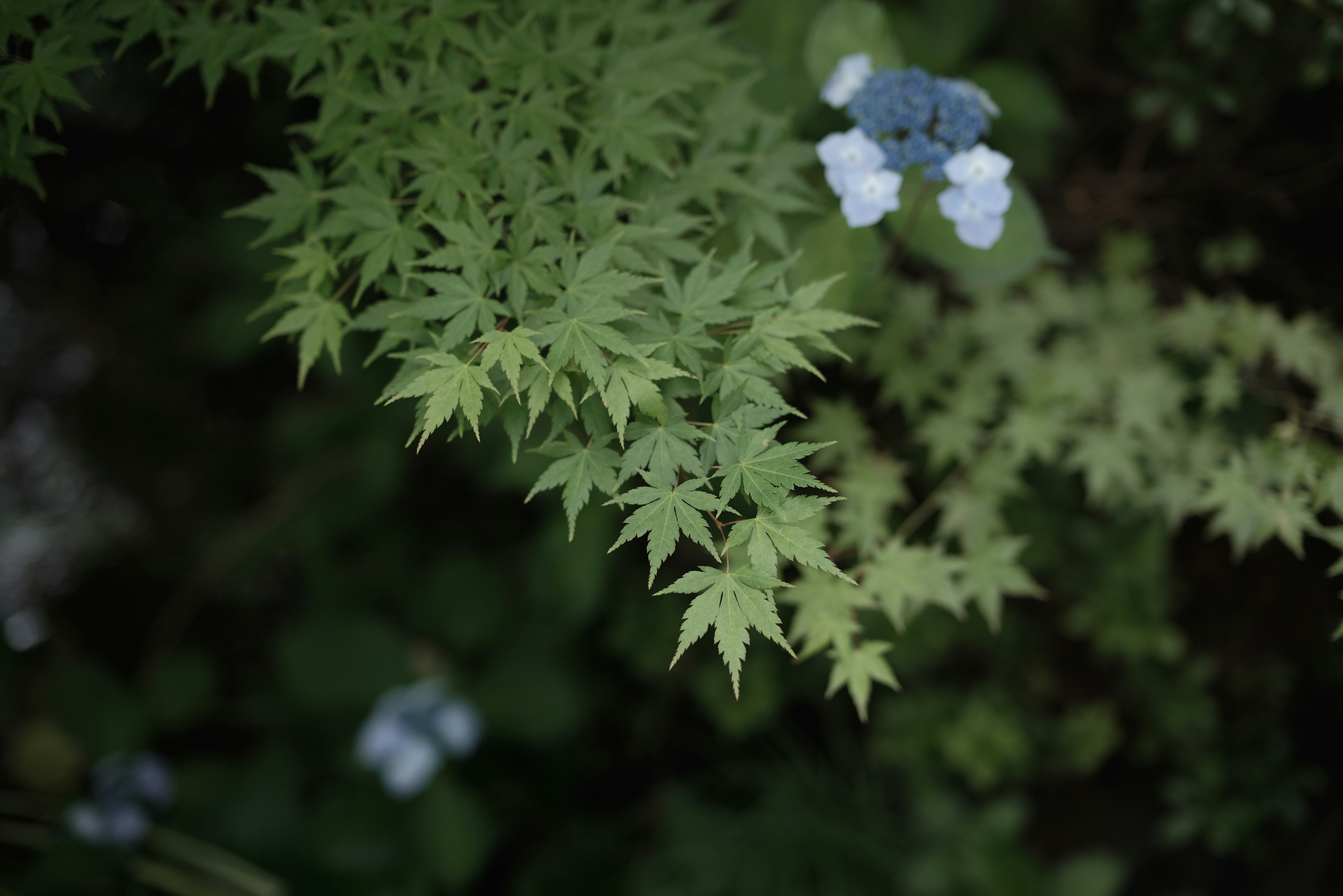 自然景觀，綠色葉子和藍色花朵