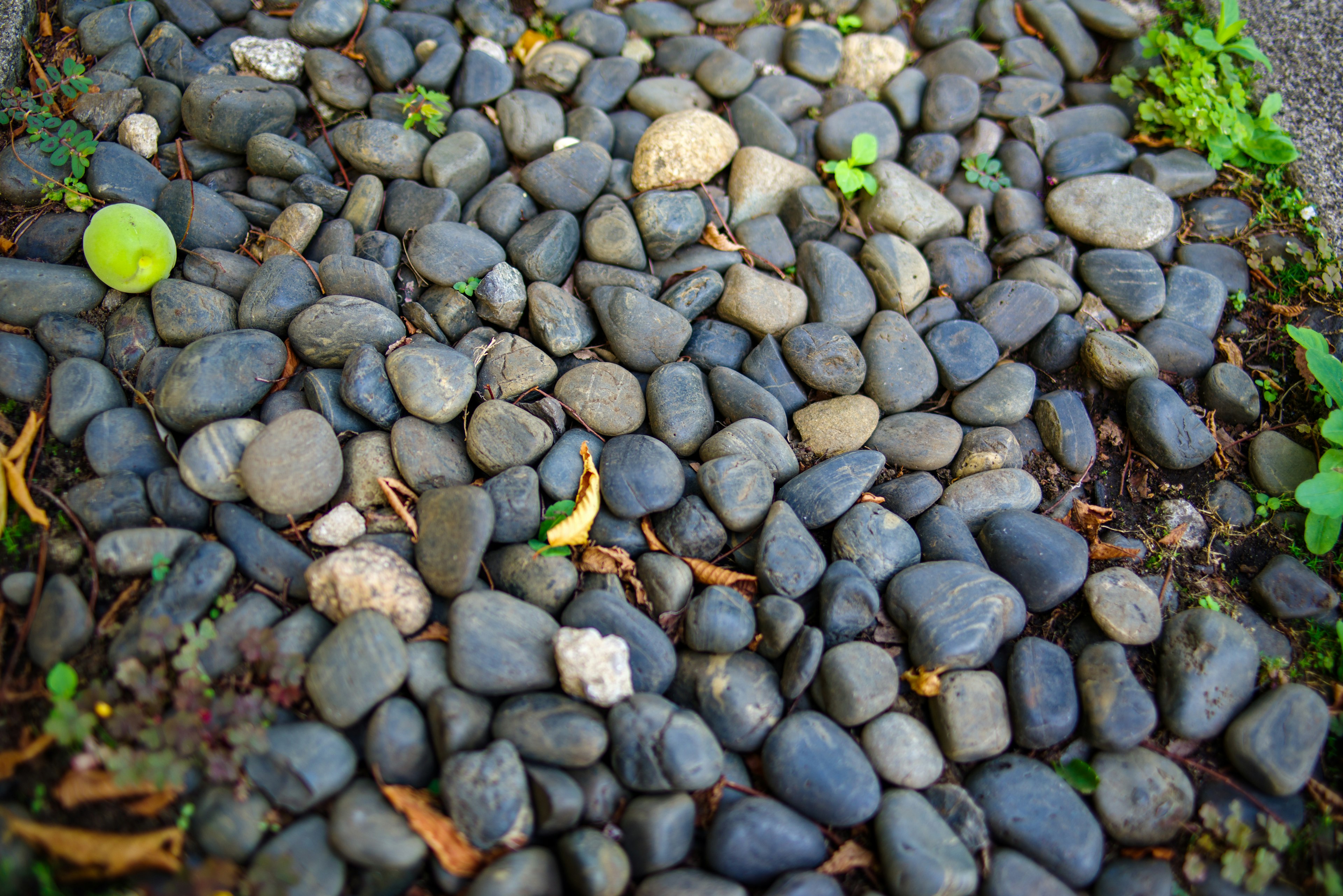 Close-up of a ground covered with black stones and green plants