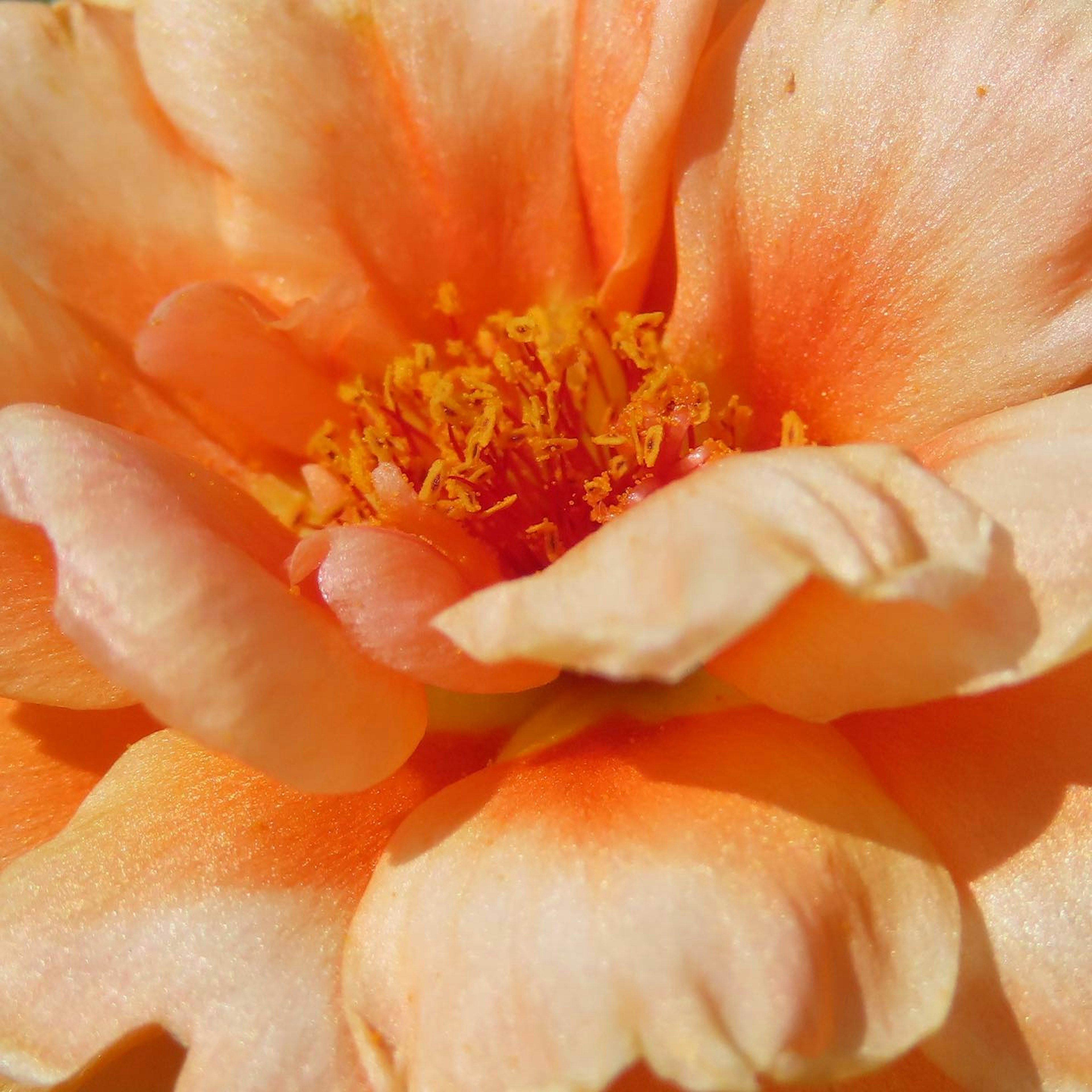 Gros plan d'une belle fleur orange avec des étamines jaunes