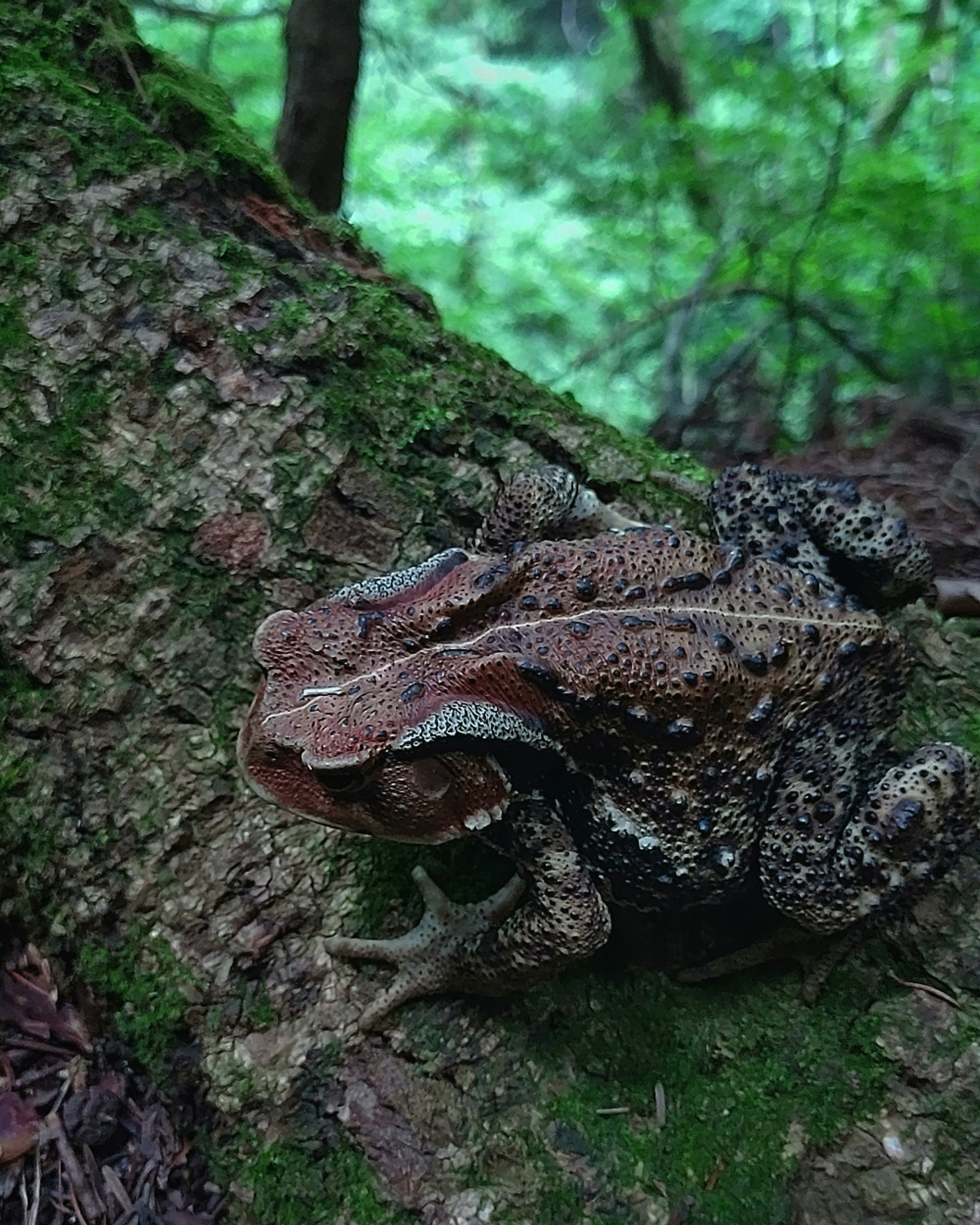 Une grande grenouille reposant sur le tronc d'un arbre dans une forêt verte