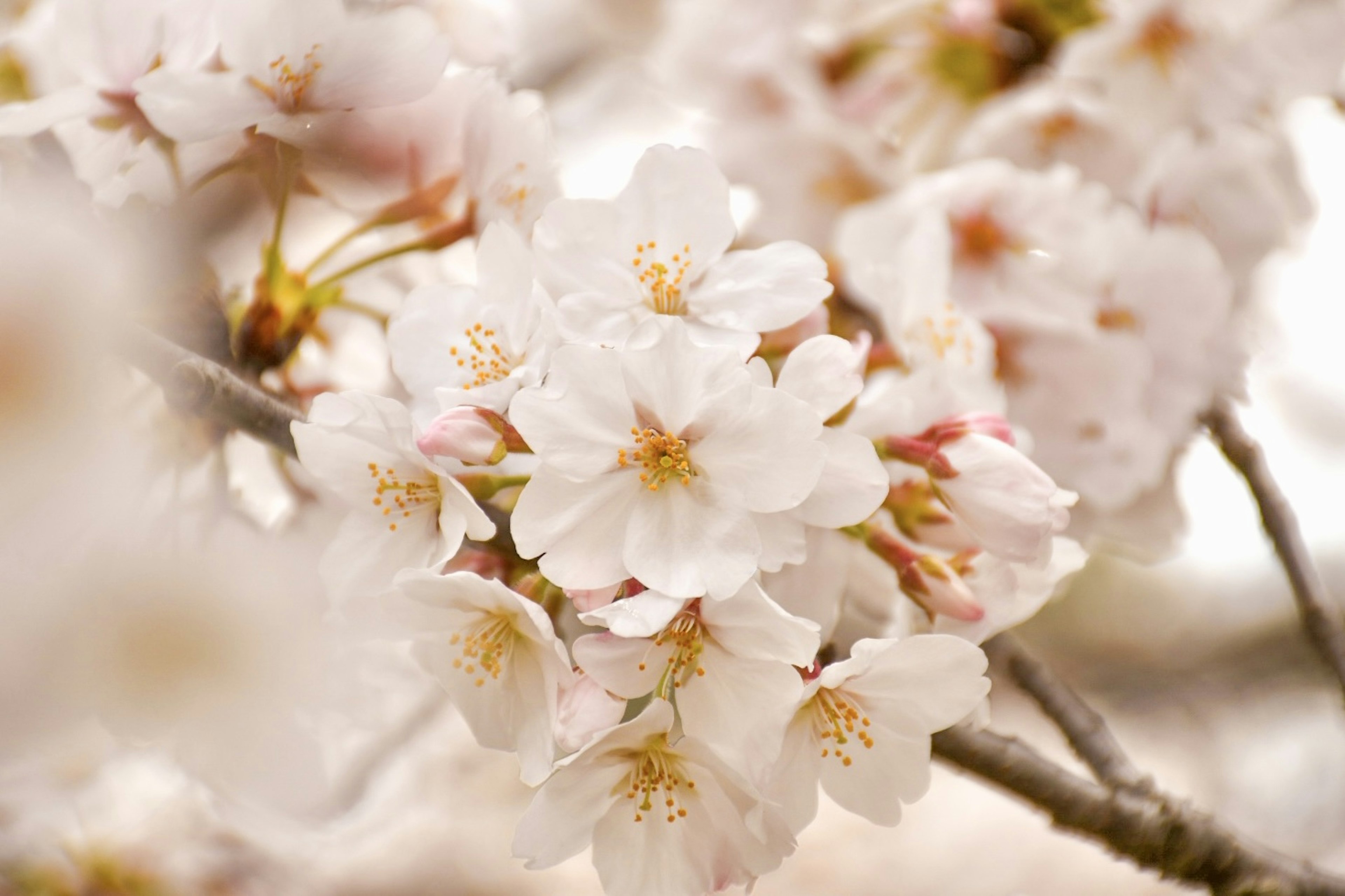 Close-up of cherry blossom flowers on a branch