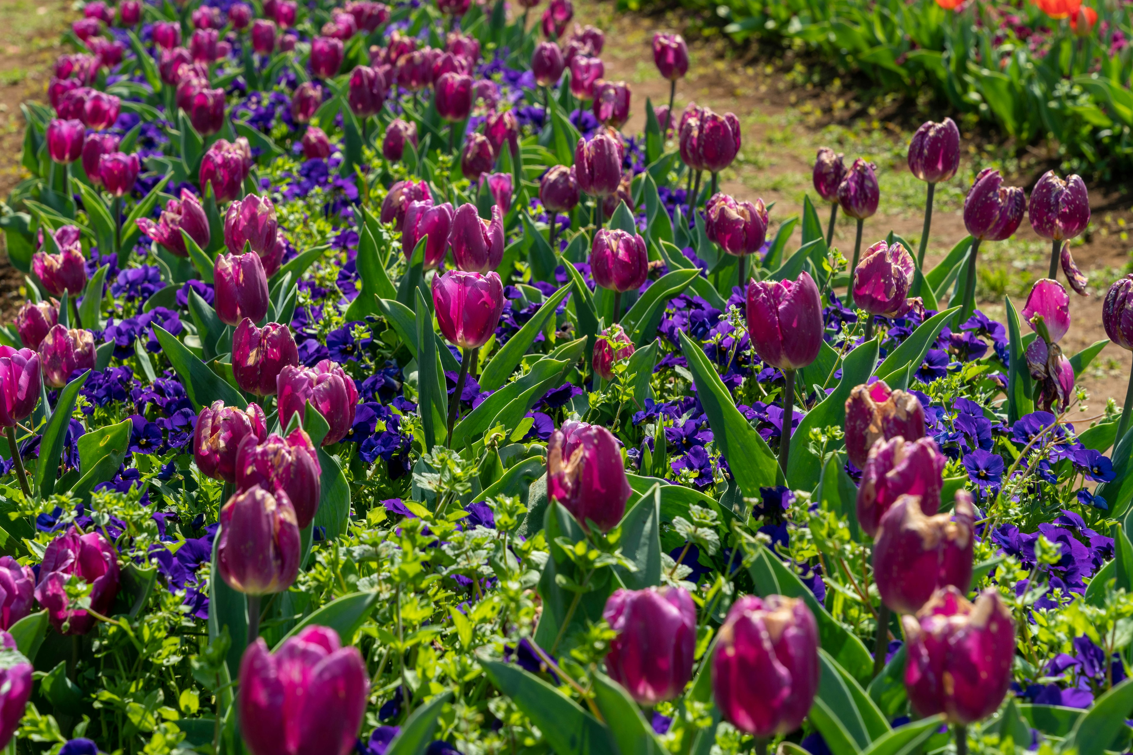 Campo di tulipani viola circondato da foglie verdi e viole pansé