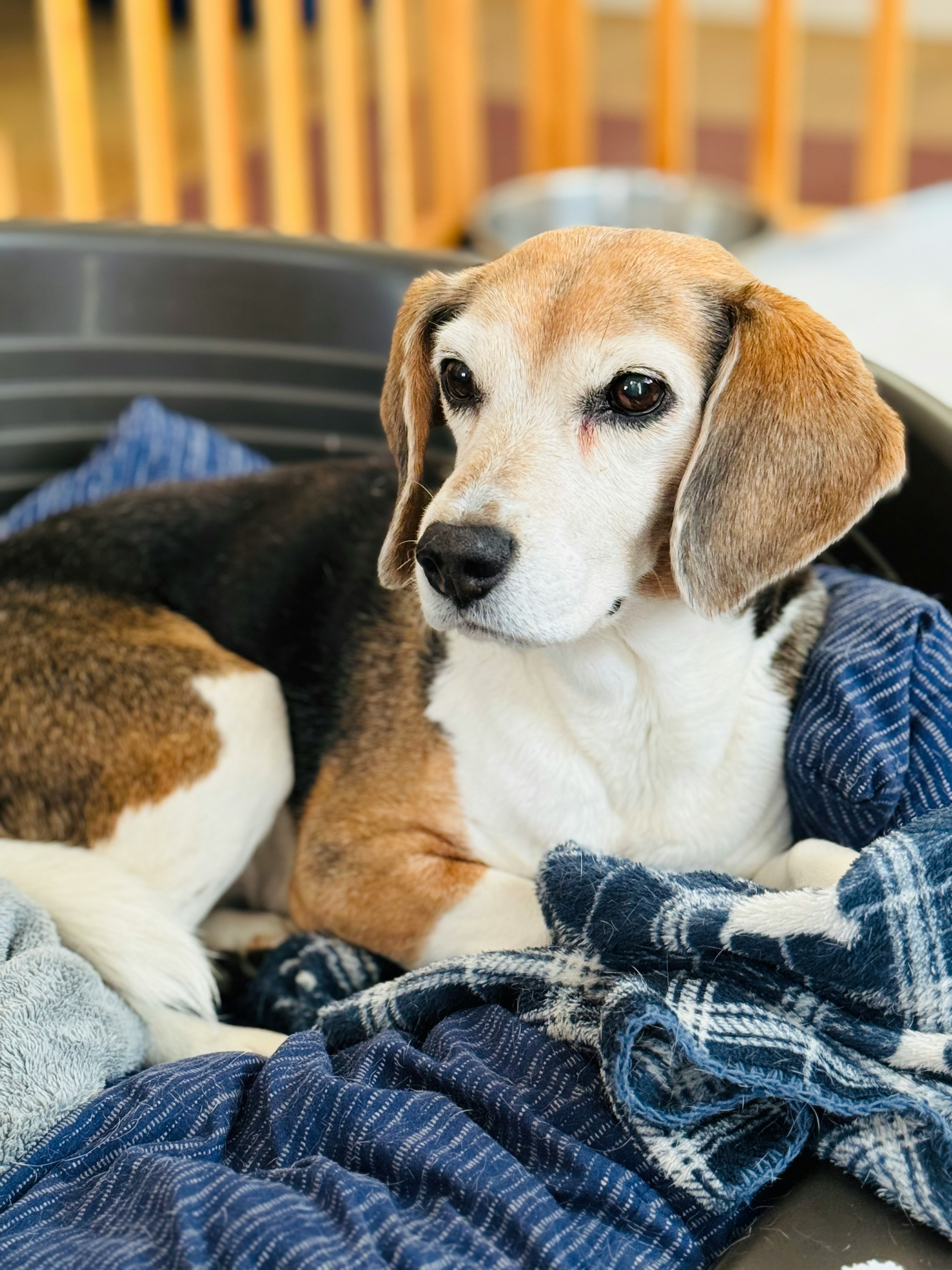 A beige and black Beagle dog lounging on a blanket