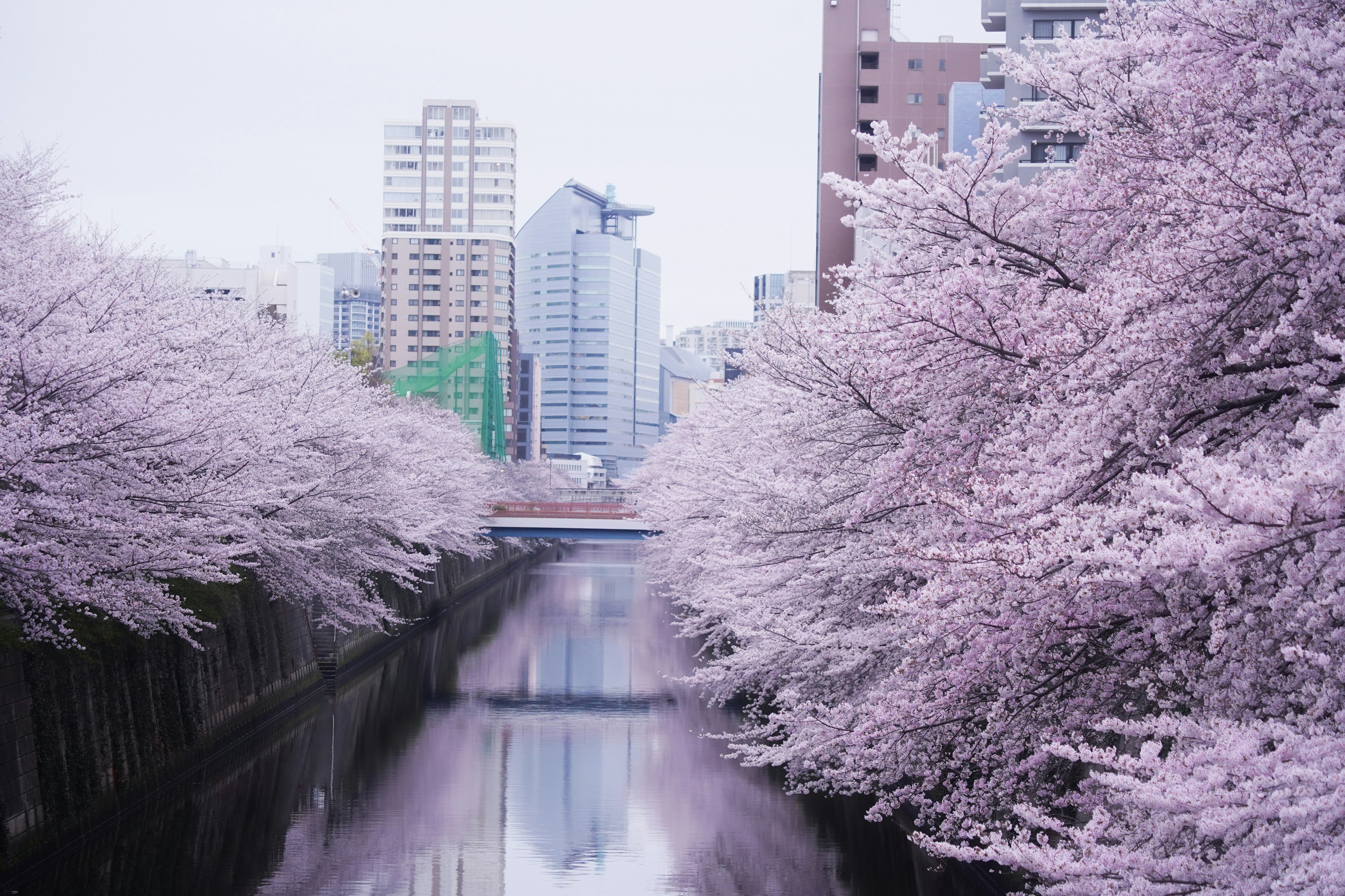 桜の木が並ぶ川沿いの風景と高層ビル群