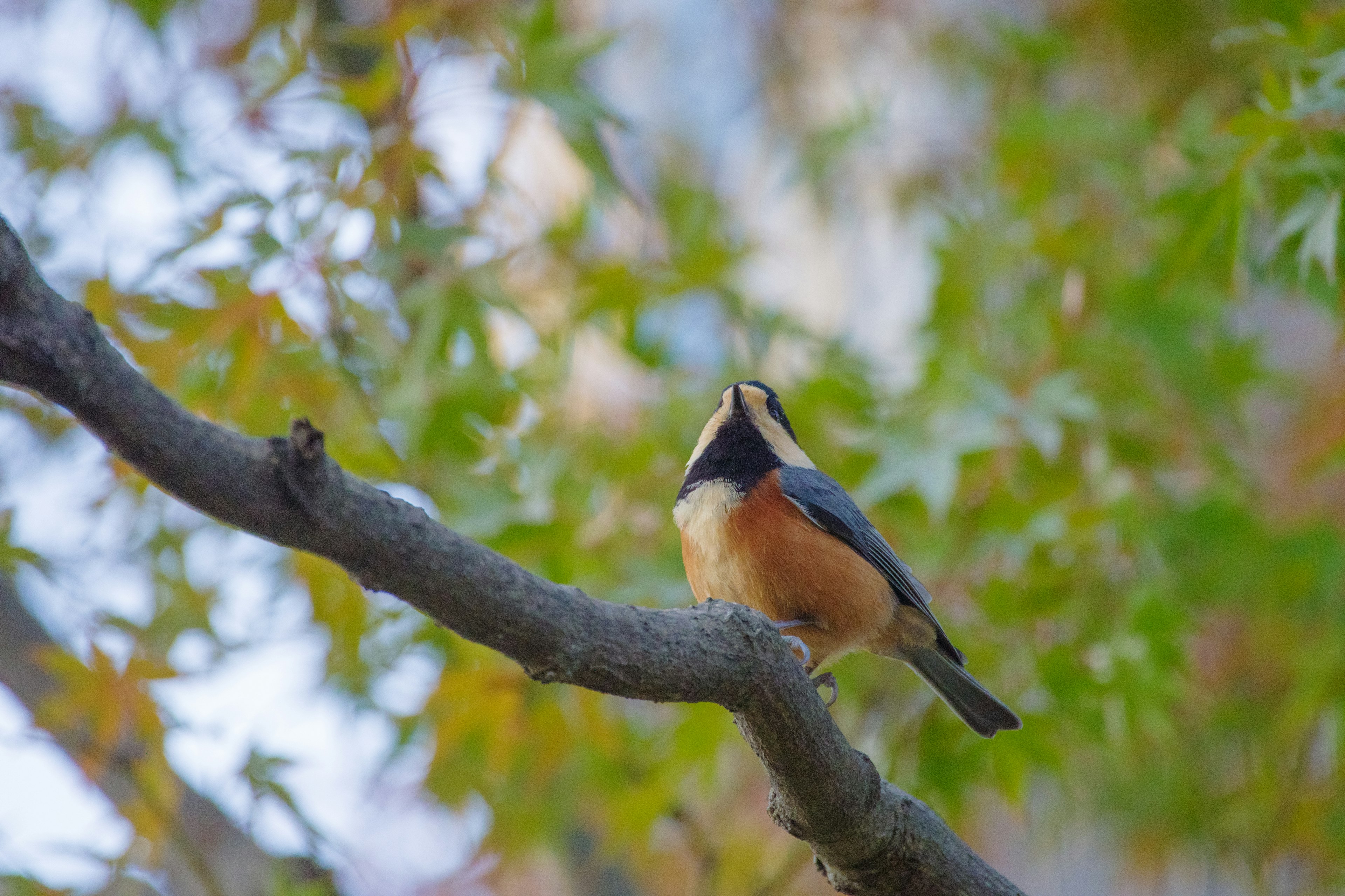 木の枝に止まる鳥の鮮やかな羽色と背景の葉の色合い