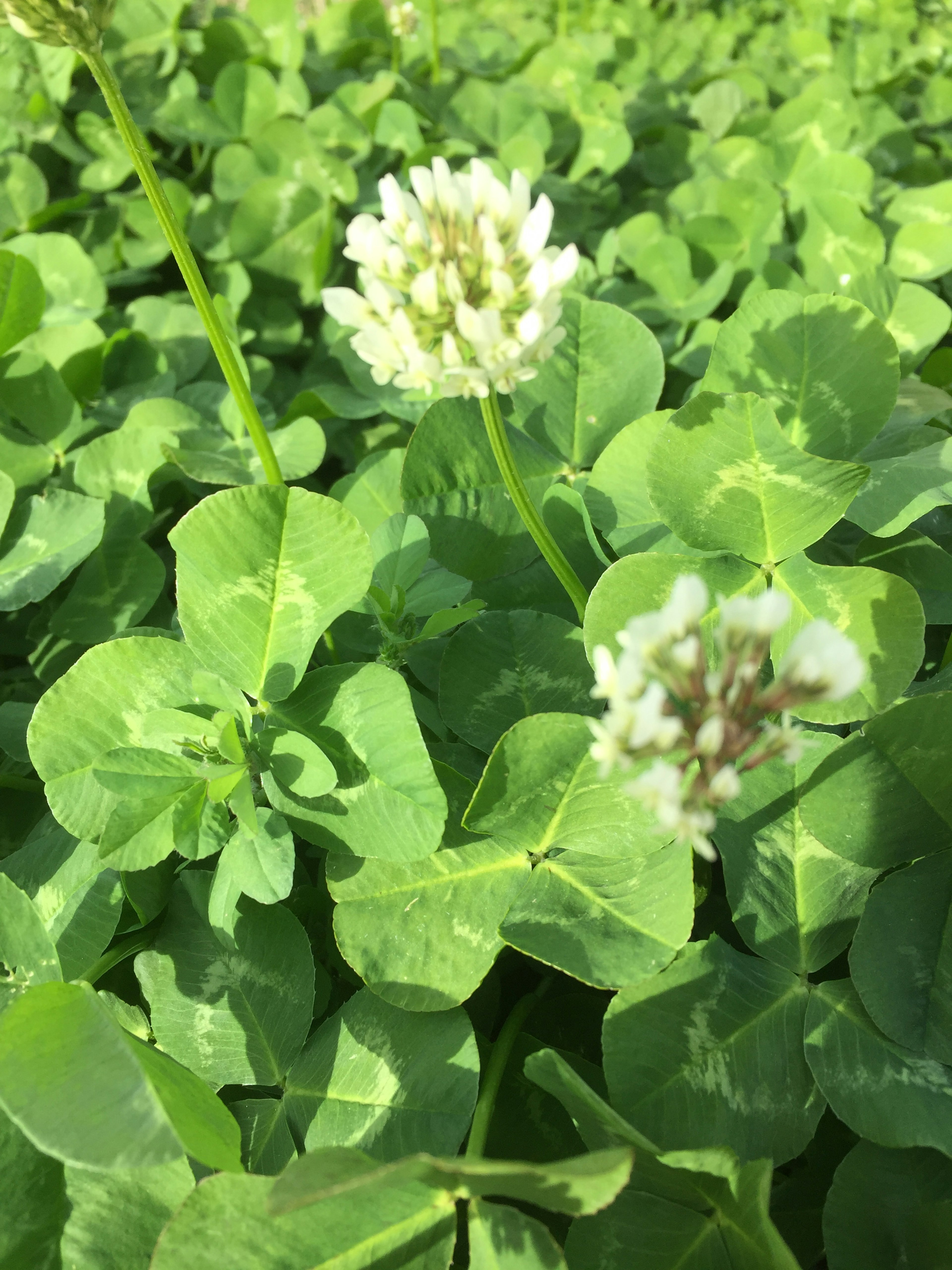 Bunga putih mekar di antara daun clover hijau