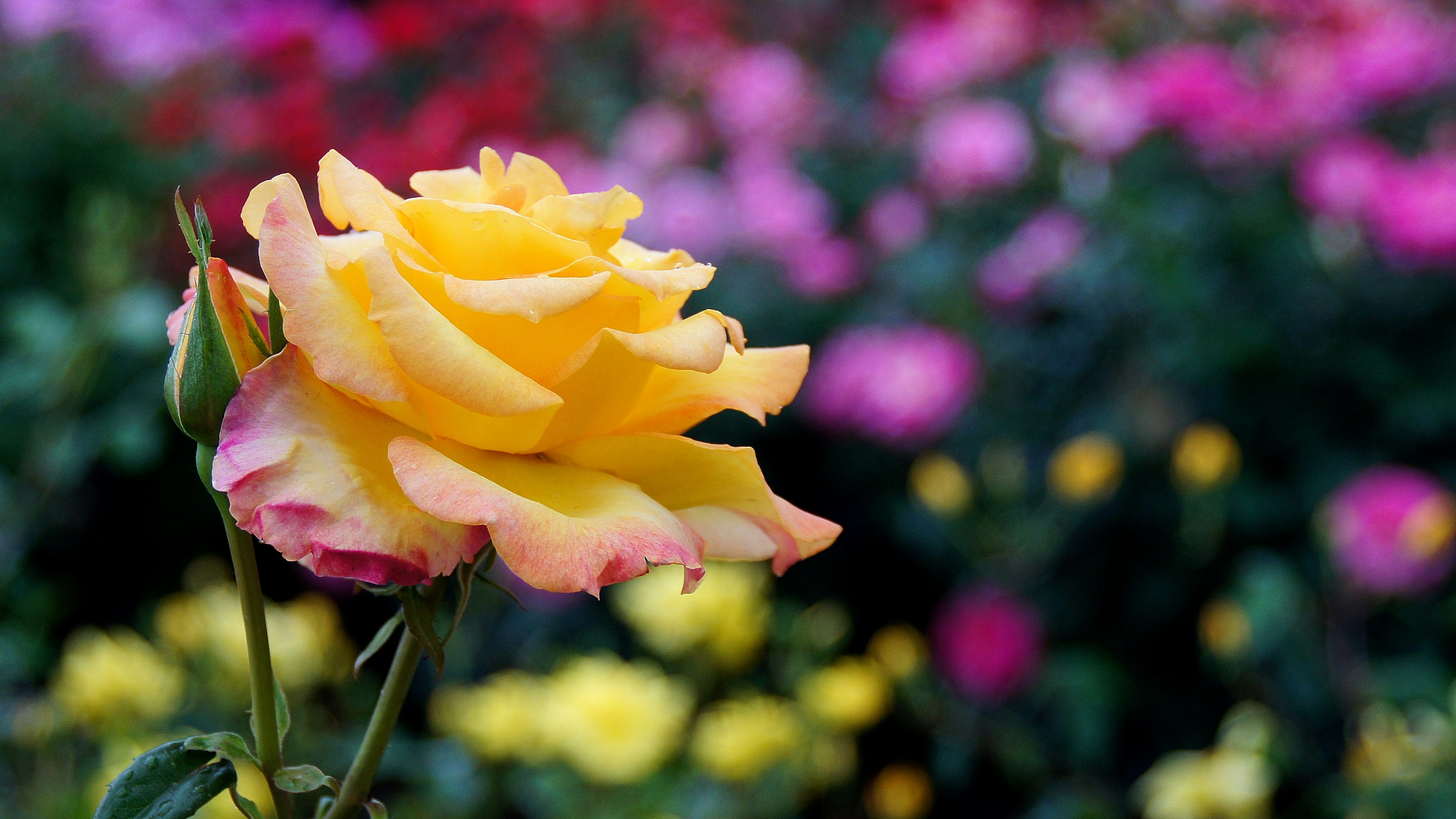 鮮やかな黄色のバラが背景の色とりどりの花々の中で際立っている