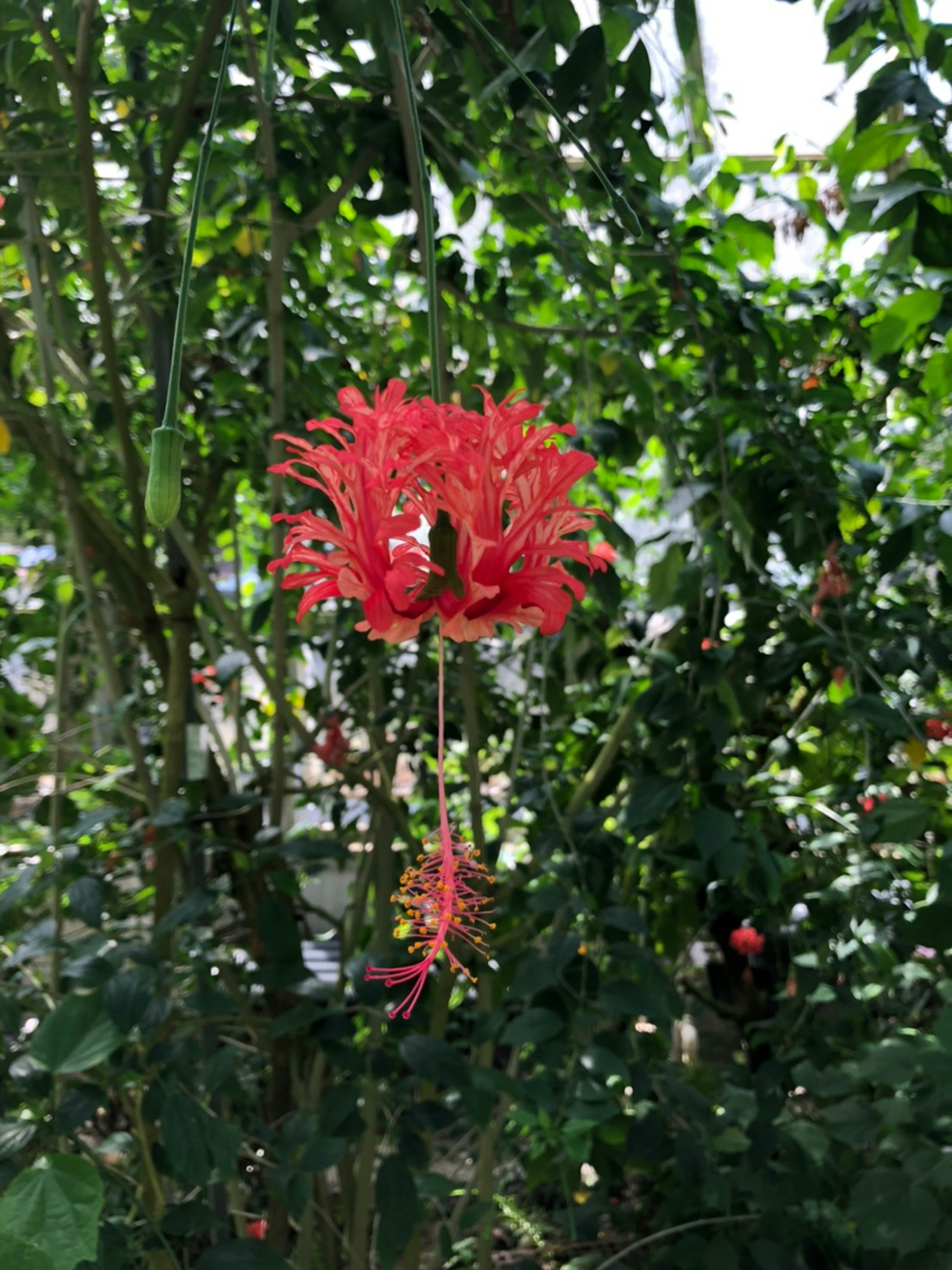 Fiore di ibisco rosso brillante appeso tra un fogliame verde lussureggiante