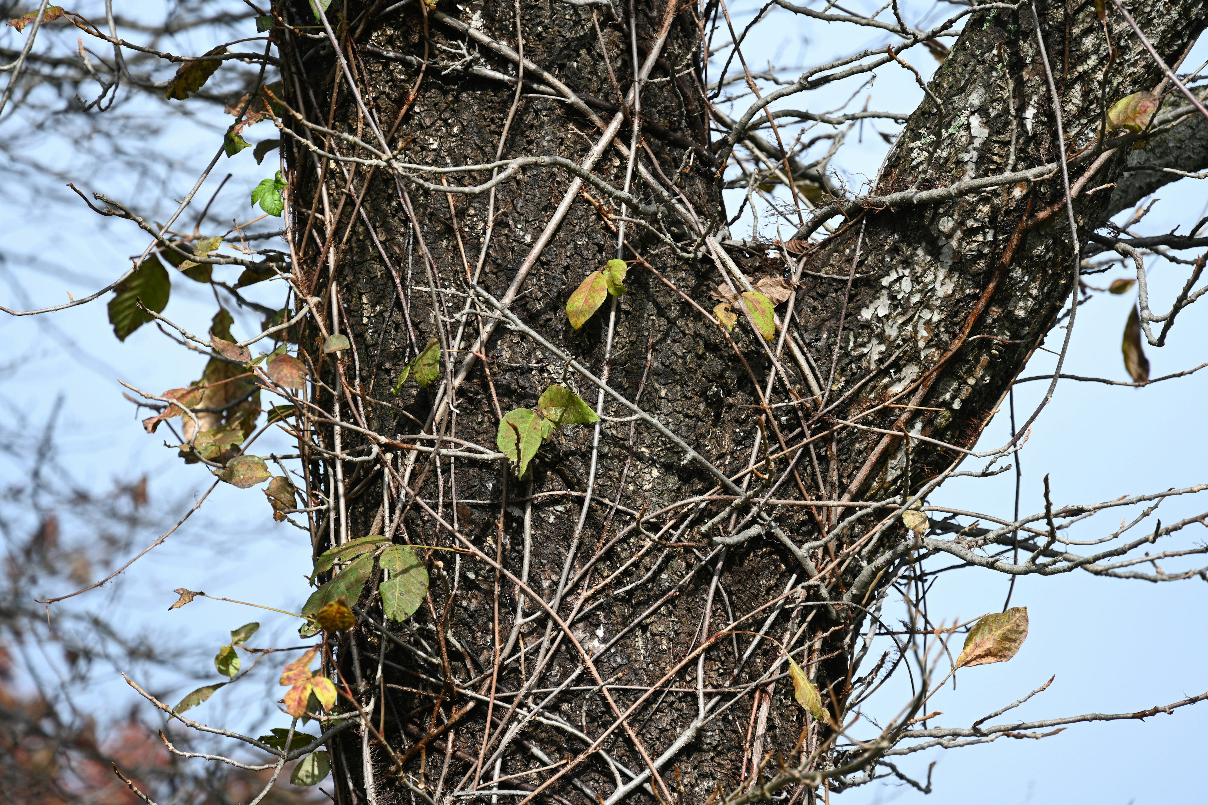 Viti e foglie cadute avvolte su un tronco d'albero