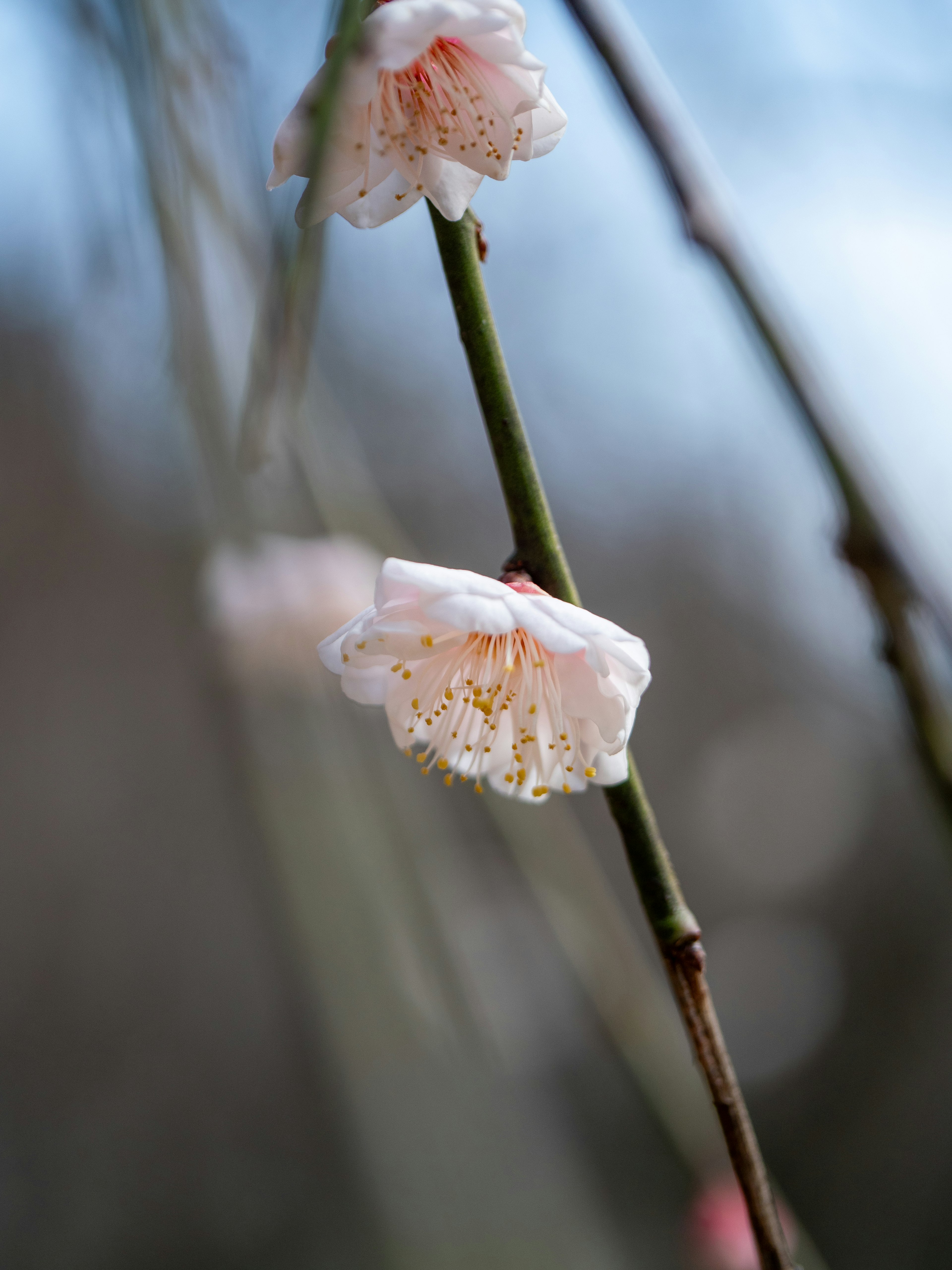 Gros plan de fleurs de prunier sur une branche fine